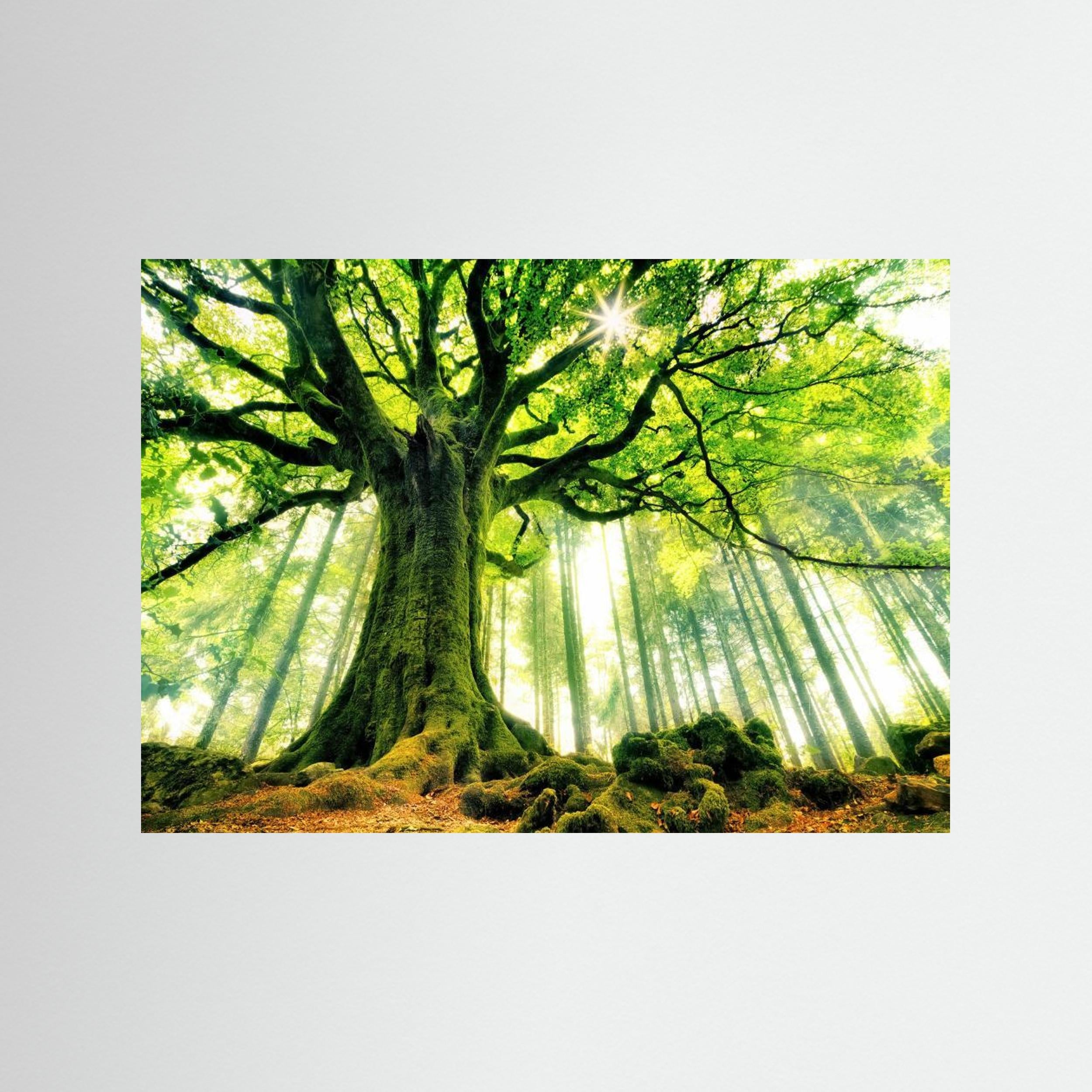 Ponthus' Beech by Christophe Kiciak