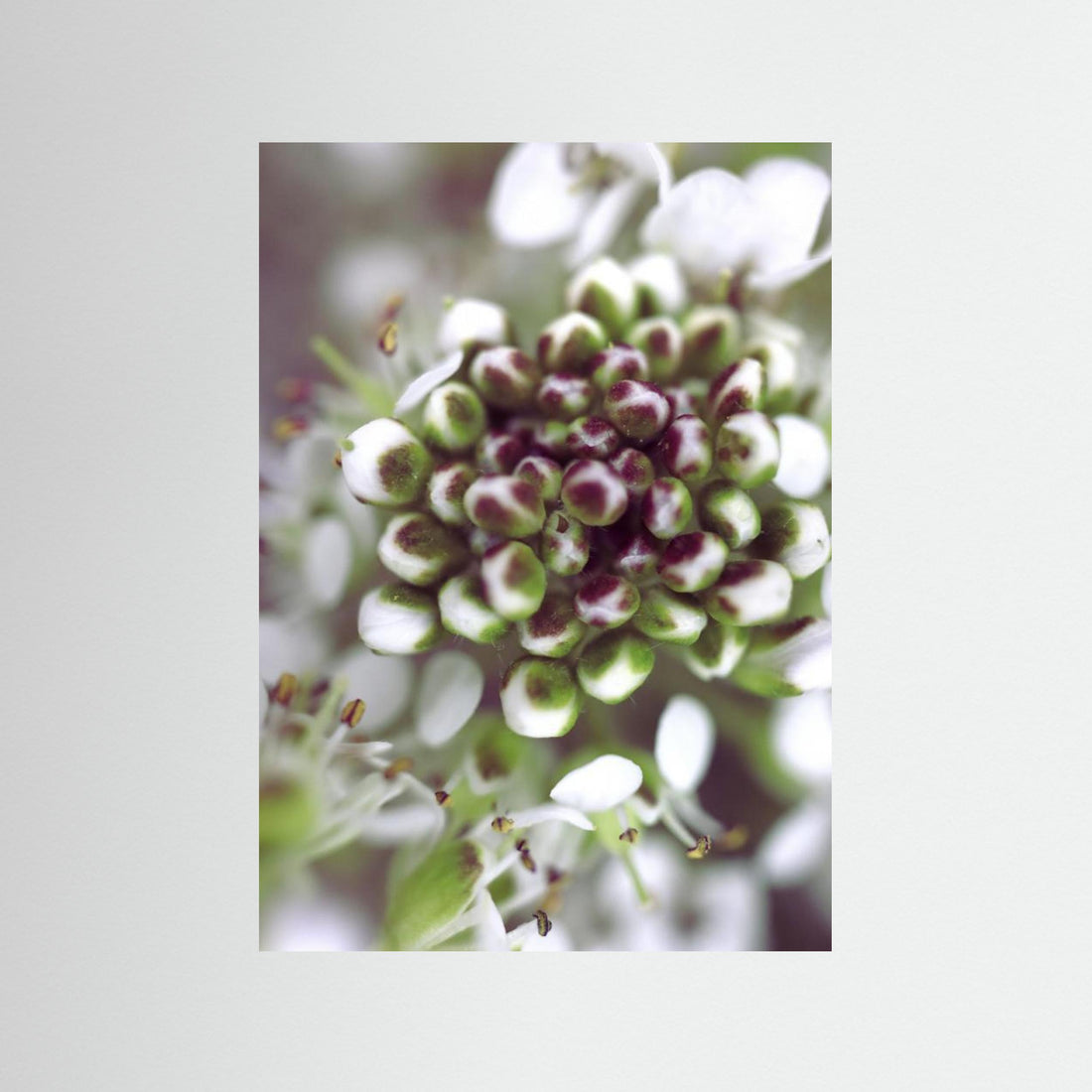 Cluster I by Rosana Laiz Blursbyai