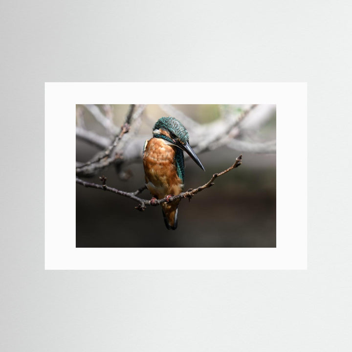 Beautiful Wildlife by Seiichi Tsuboya