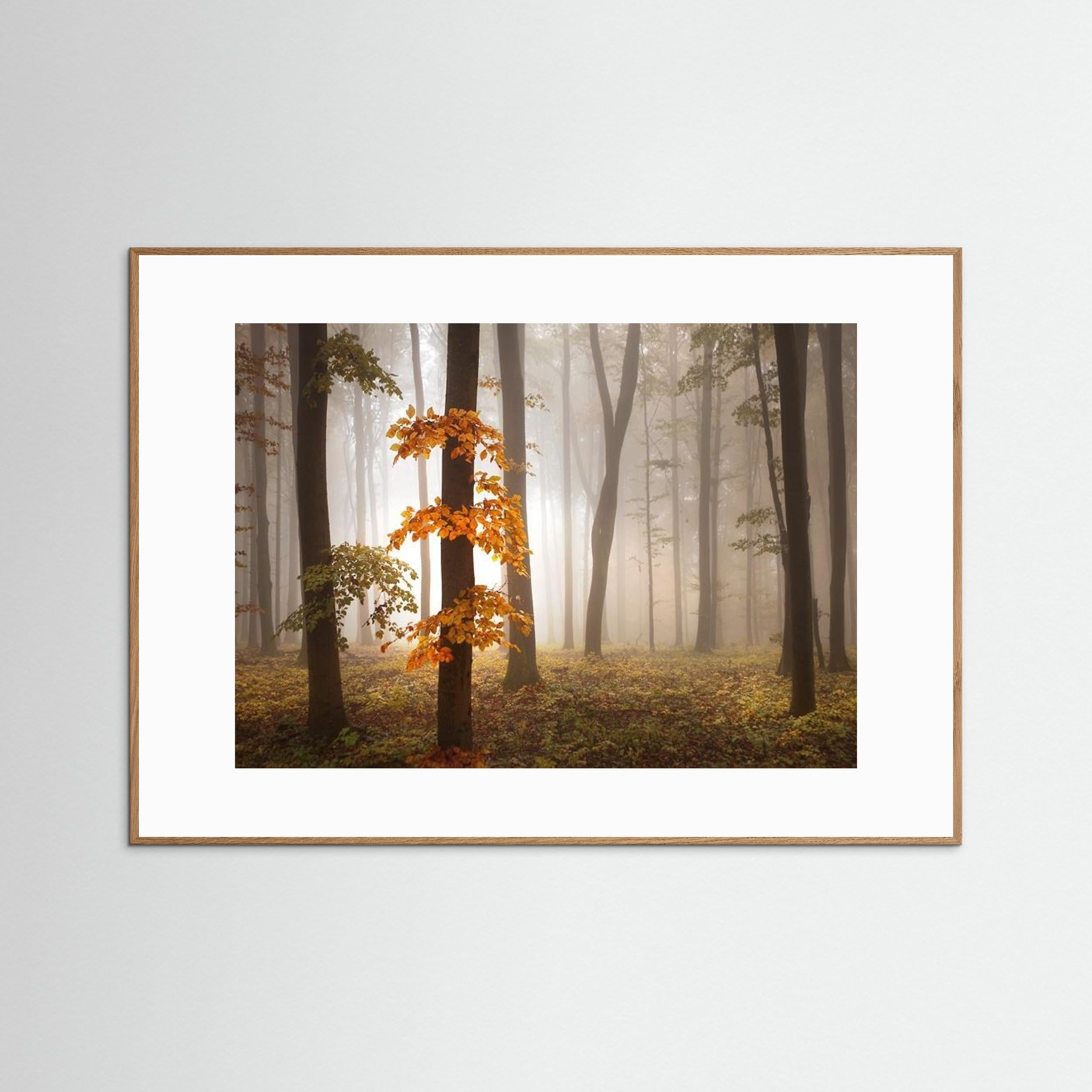 In November Light by Nicolas Schumacher