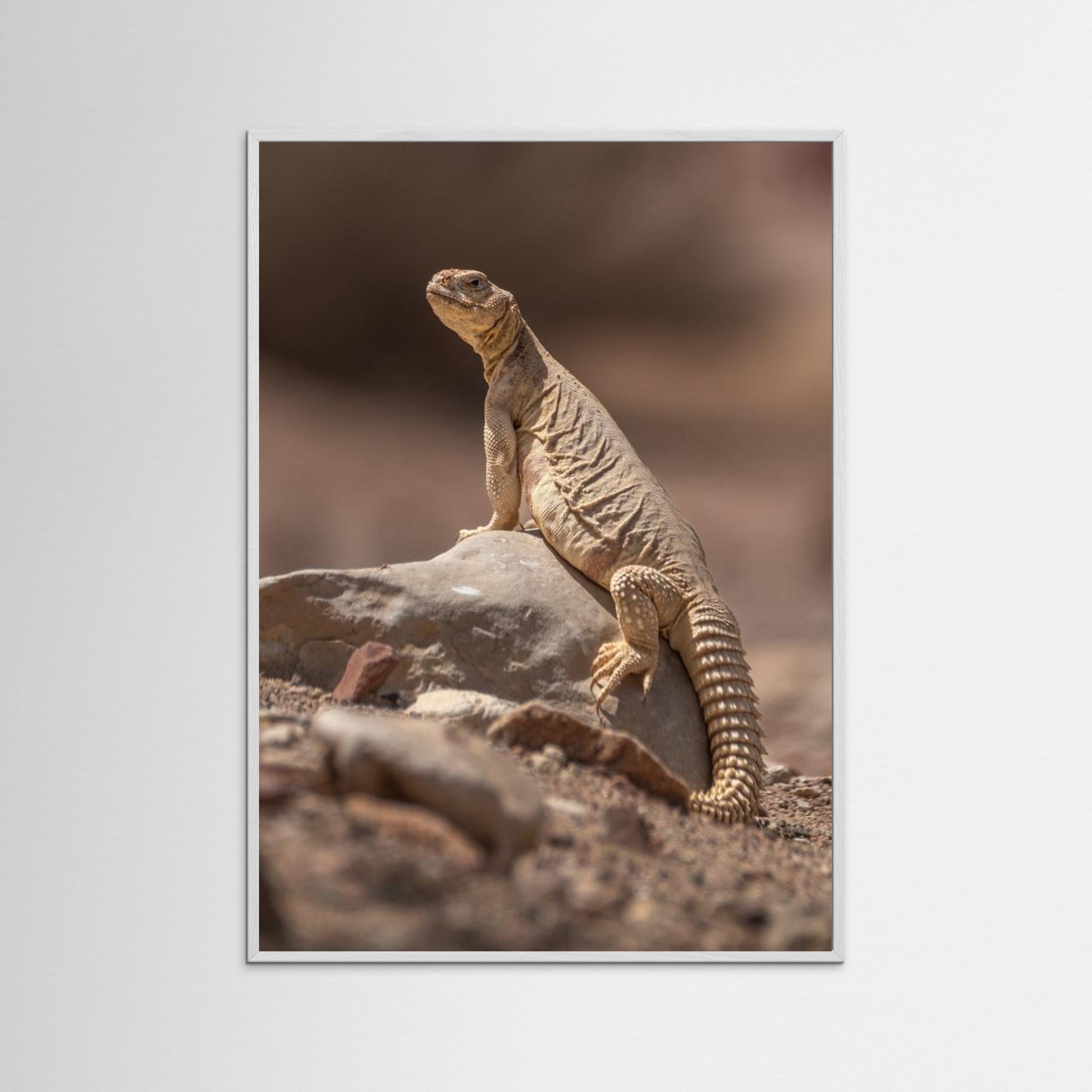 Looking at the intruder by Doron Margulies