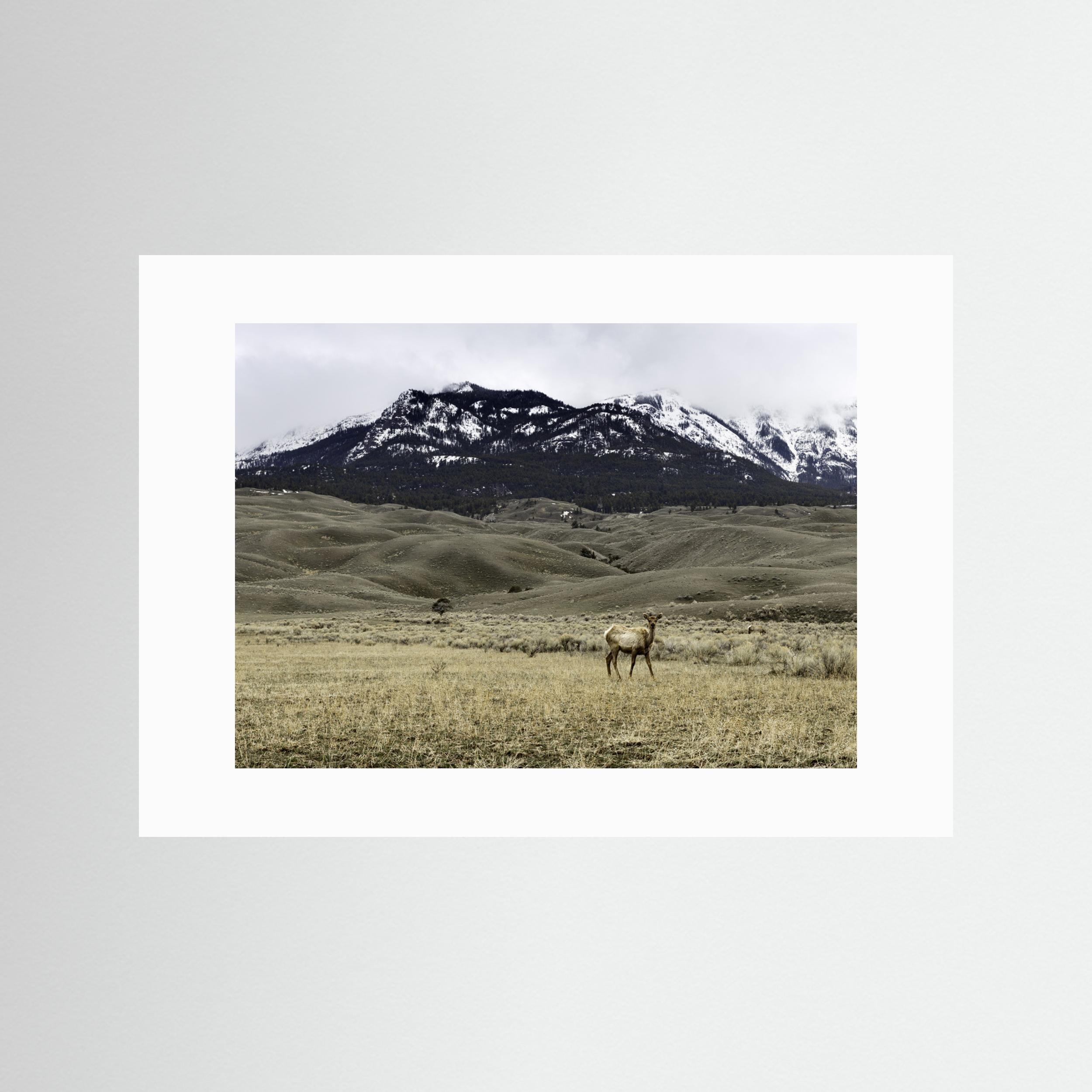 Yellowstone Wildlife by Christian Lindgren