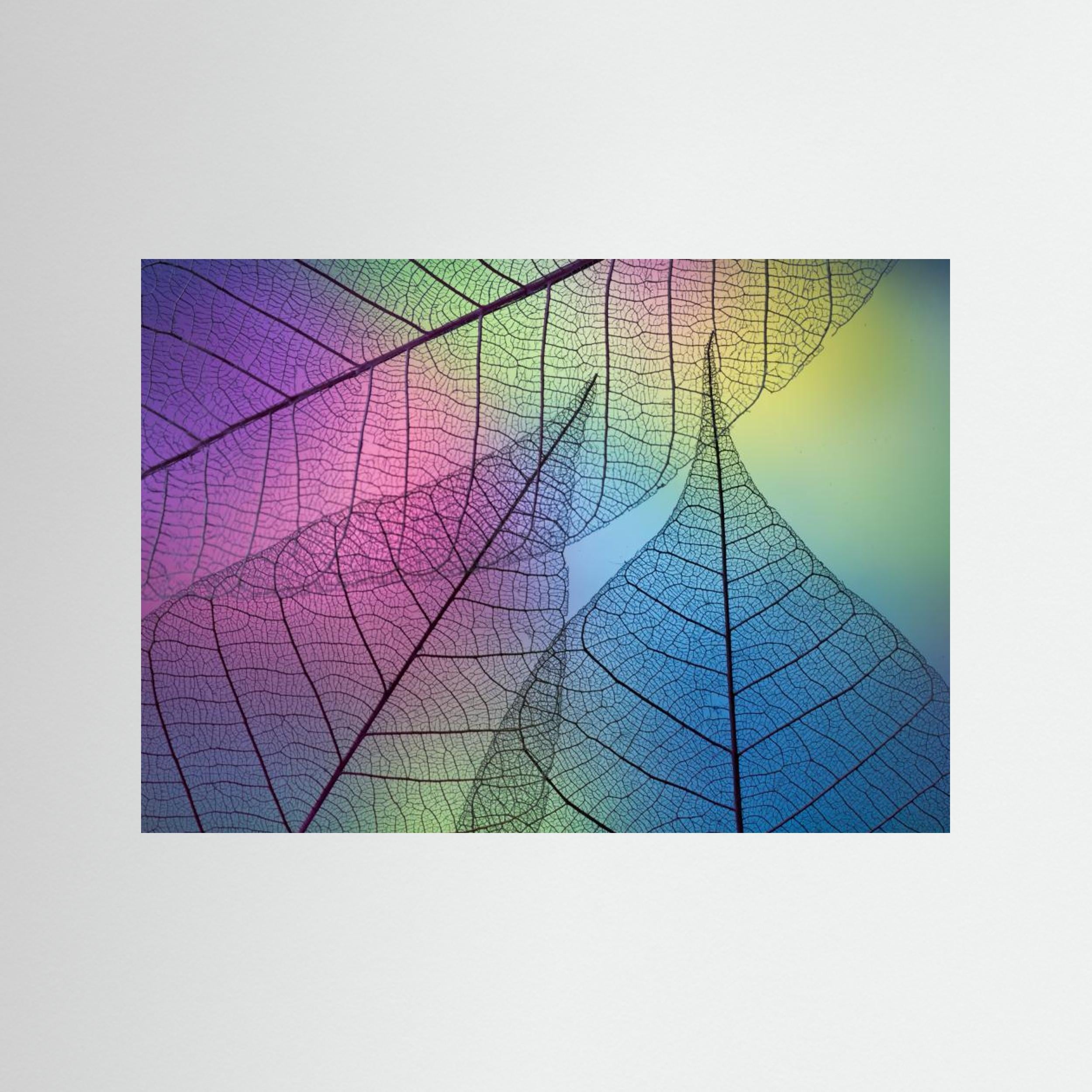 Colors Leafs by Shihya Kowatari