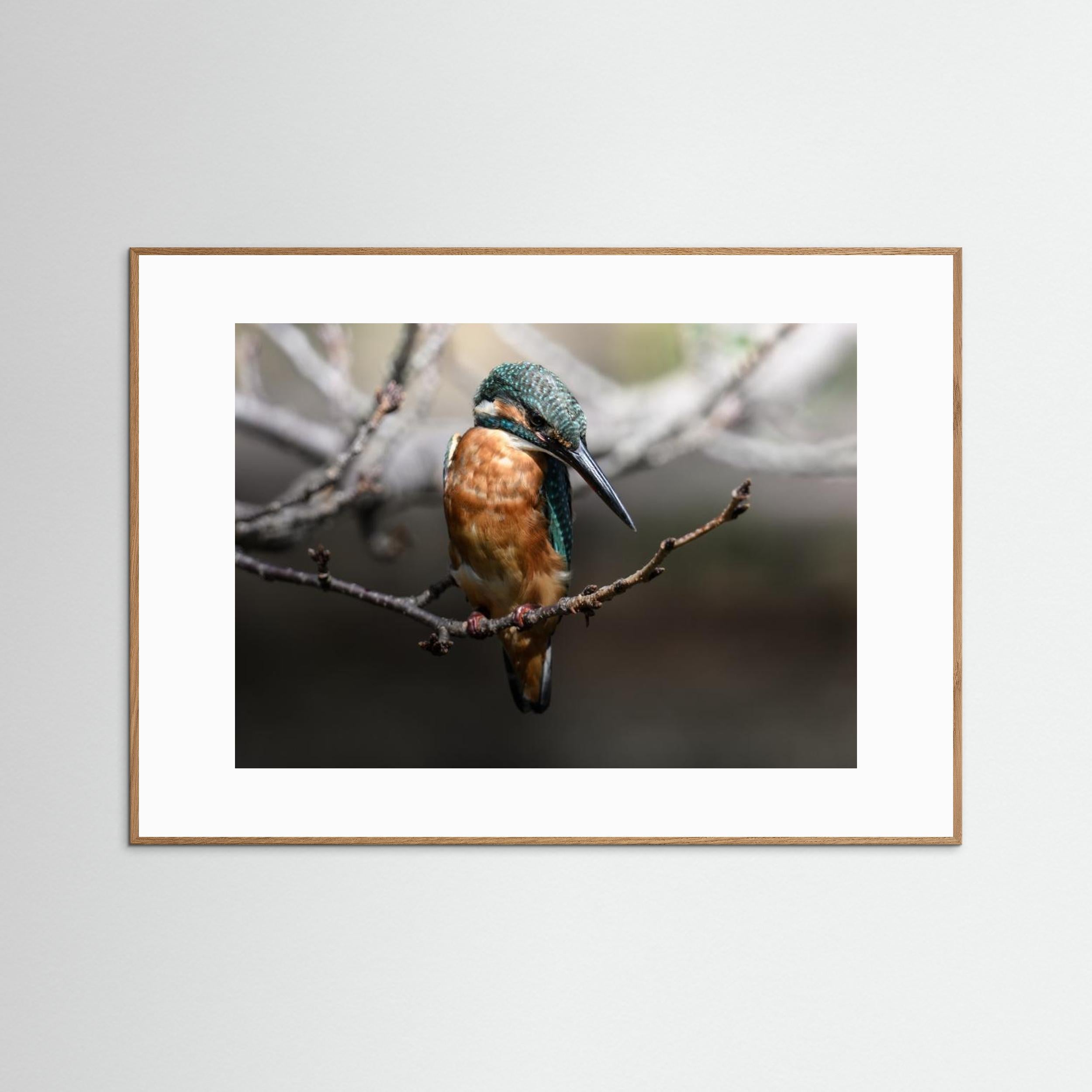 Beautiful Wildlife by Seiichi Tsuboya