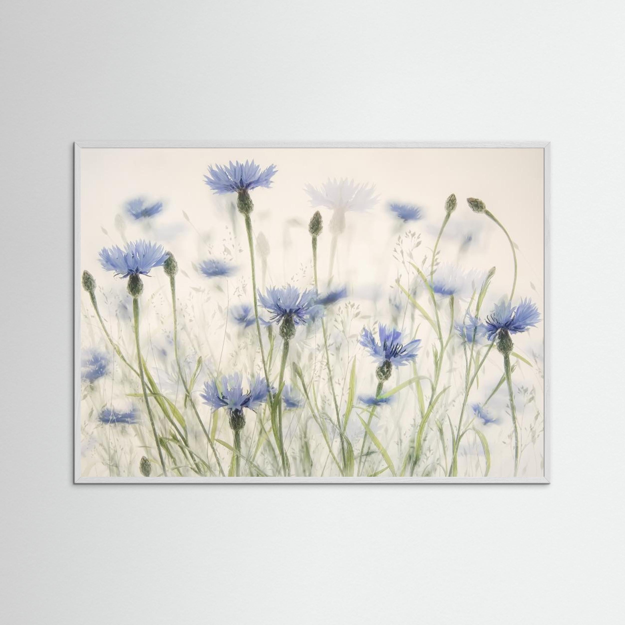 Cornflowers by Nel Talen
