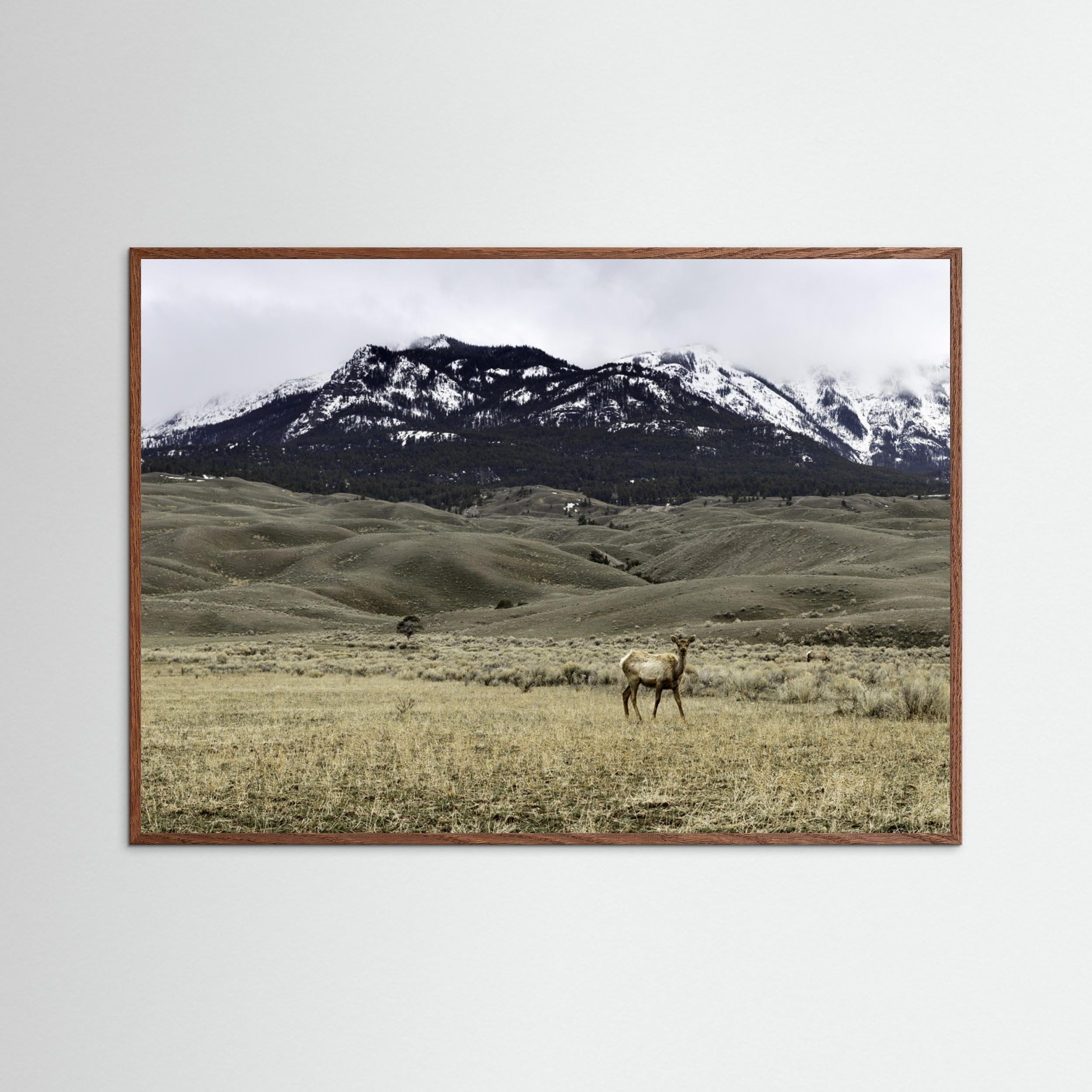 Yellowstone Wildlife by Christian Lindgren