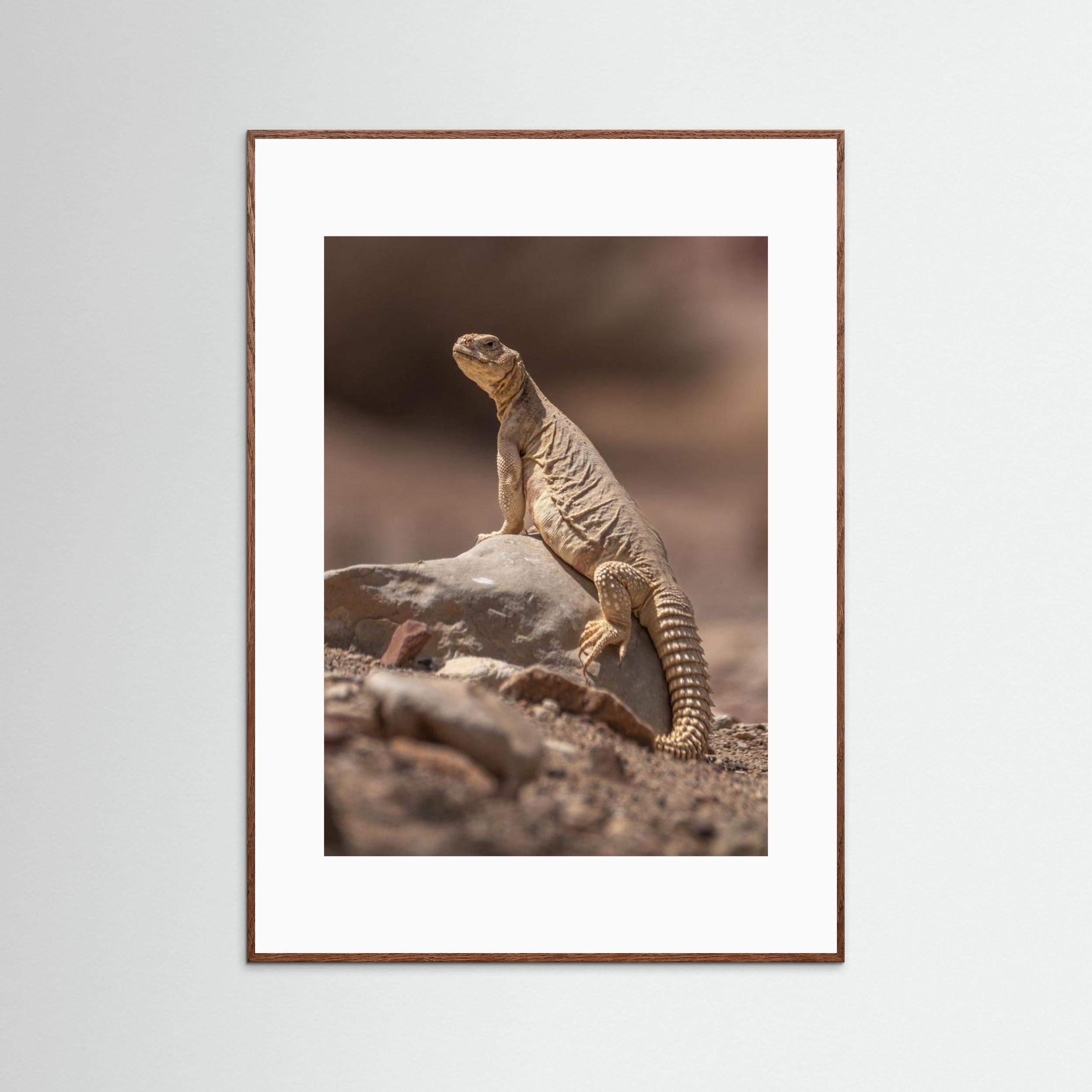 Looking at the intruder by Doron Margulies