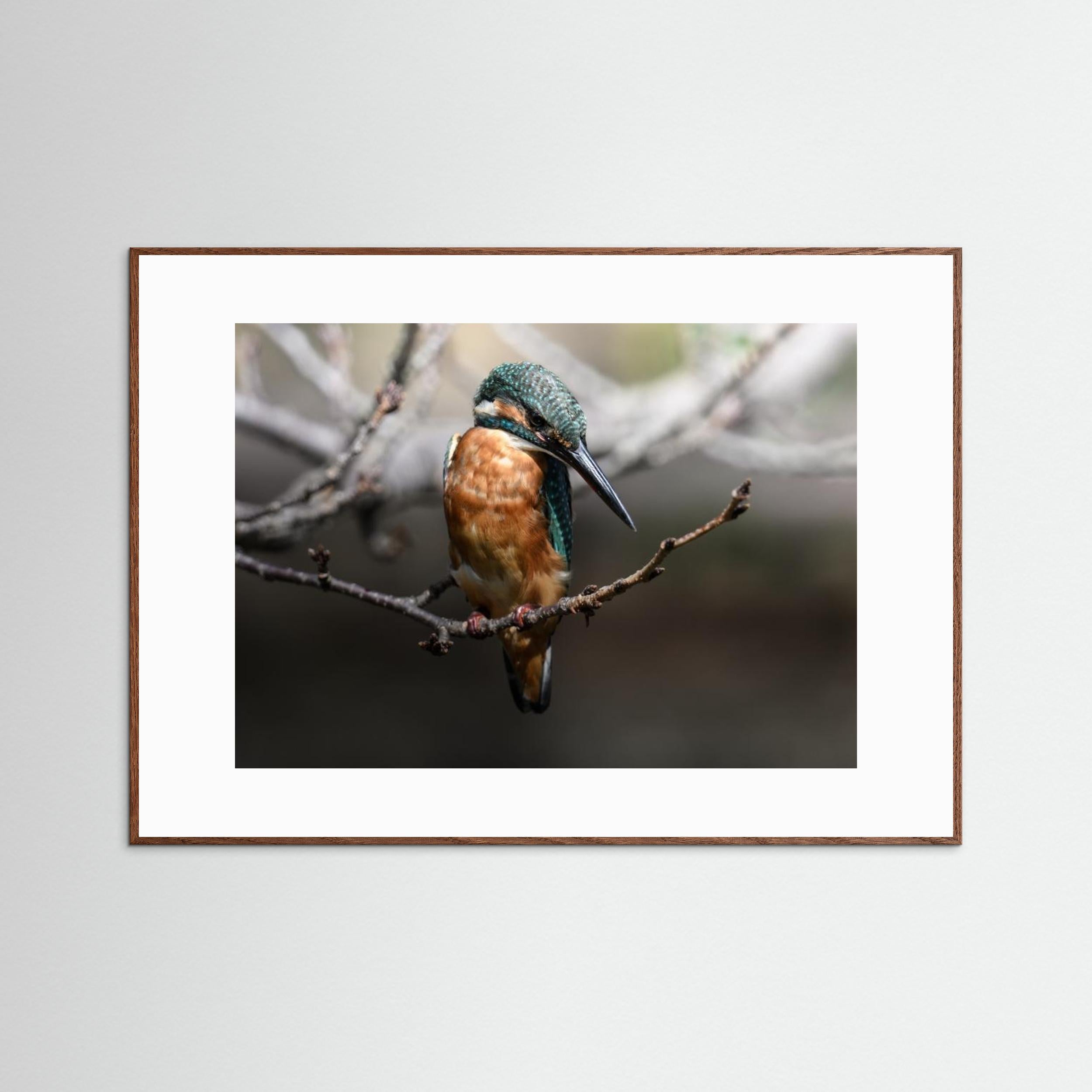 Beautiful Wildlife by Seiichi Tsuboya