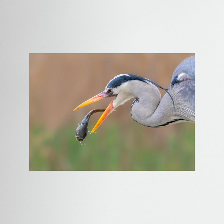 Gotcha by Jun Zuo