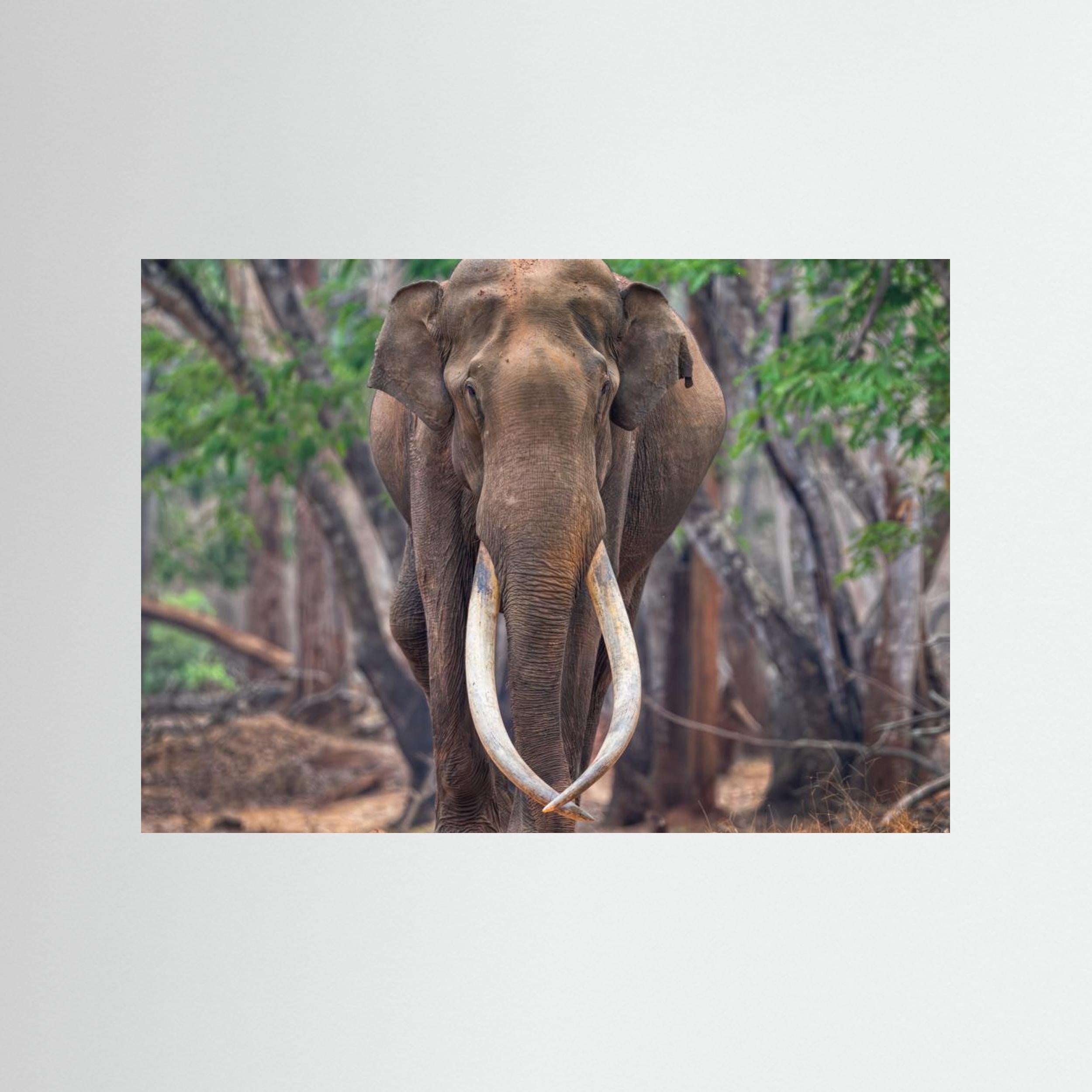 The Mighty by Chiranjib Chakraborty