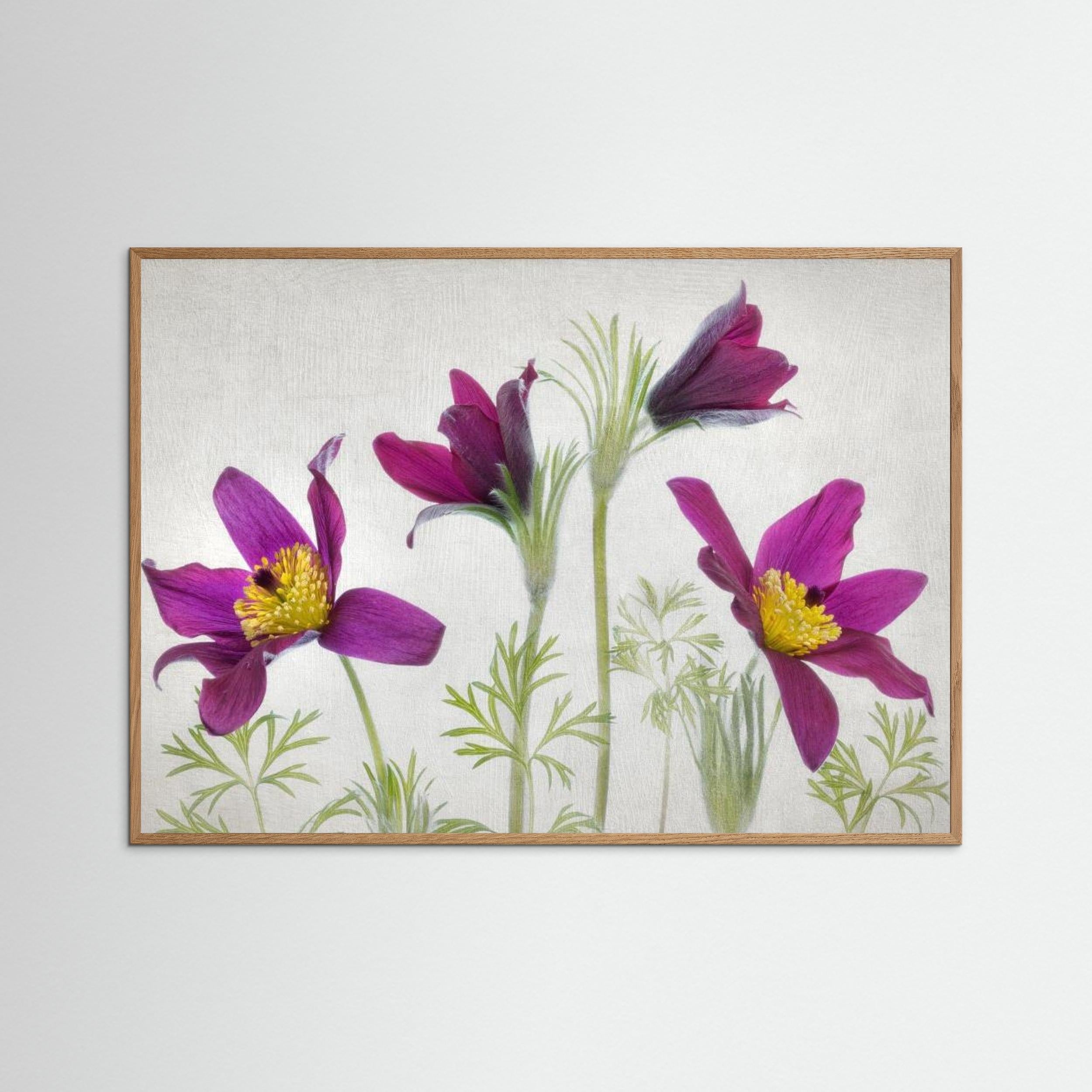 Pulsatilla by Mandy Disher