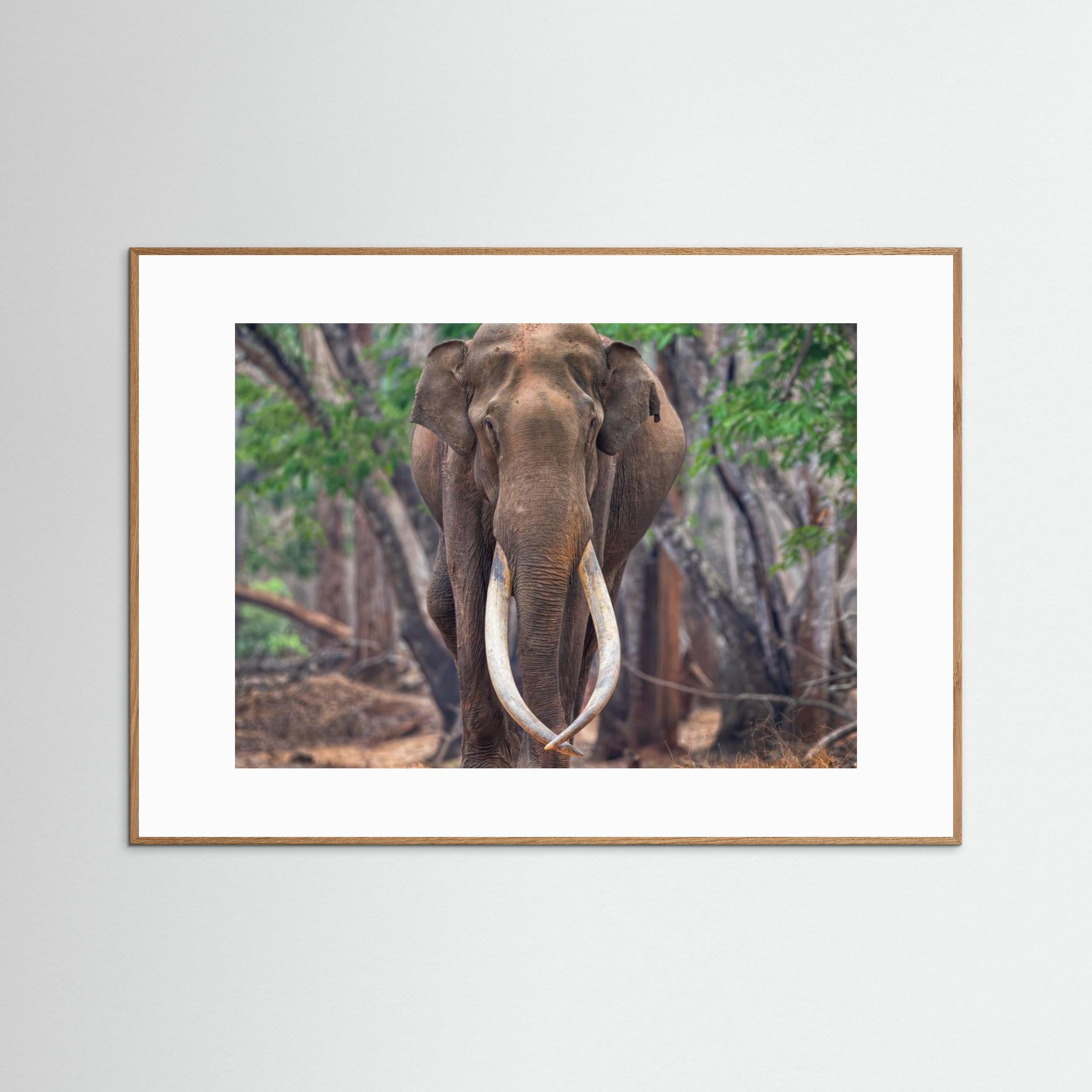 The Mighty by Chiranjib Chakraborty