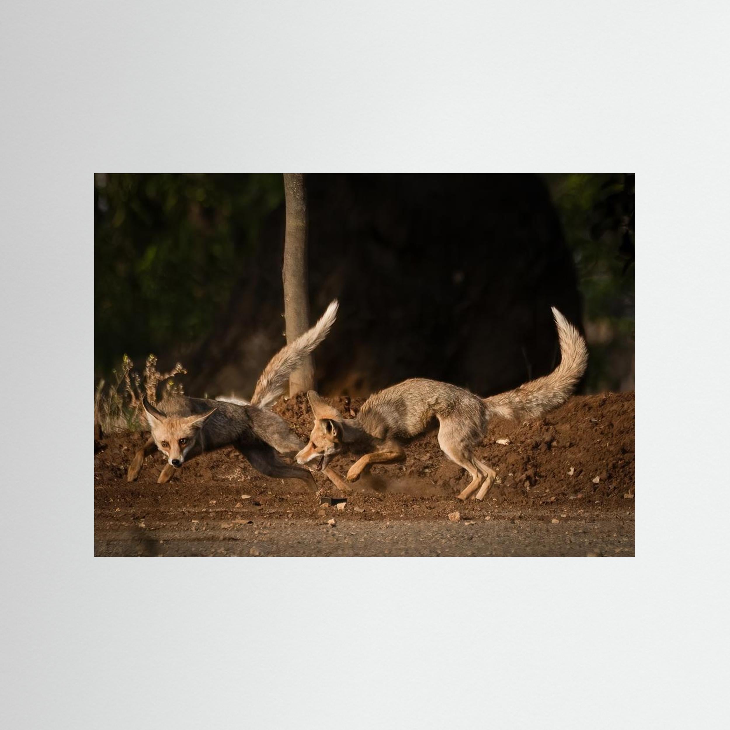 Morning games by Doron Margulies