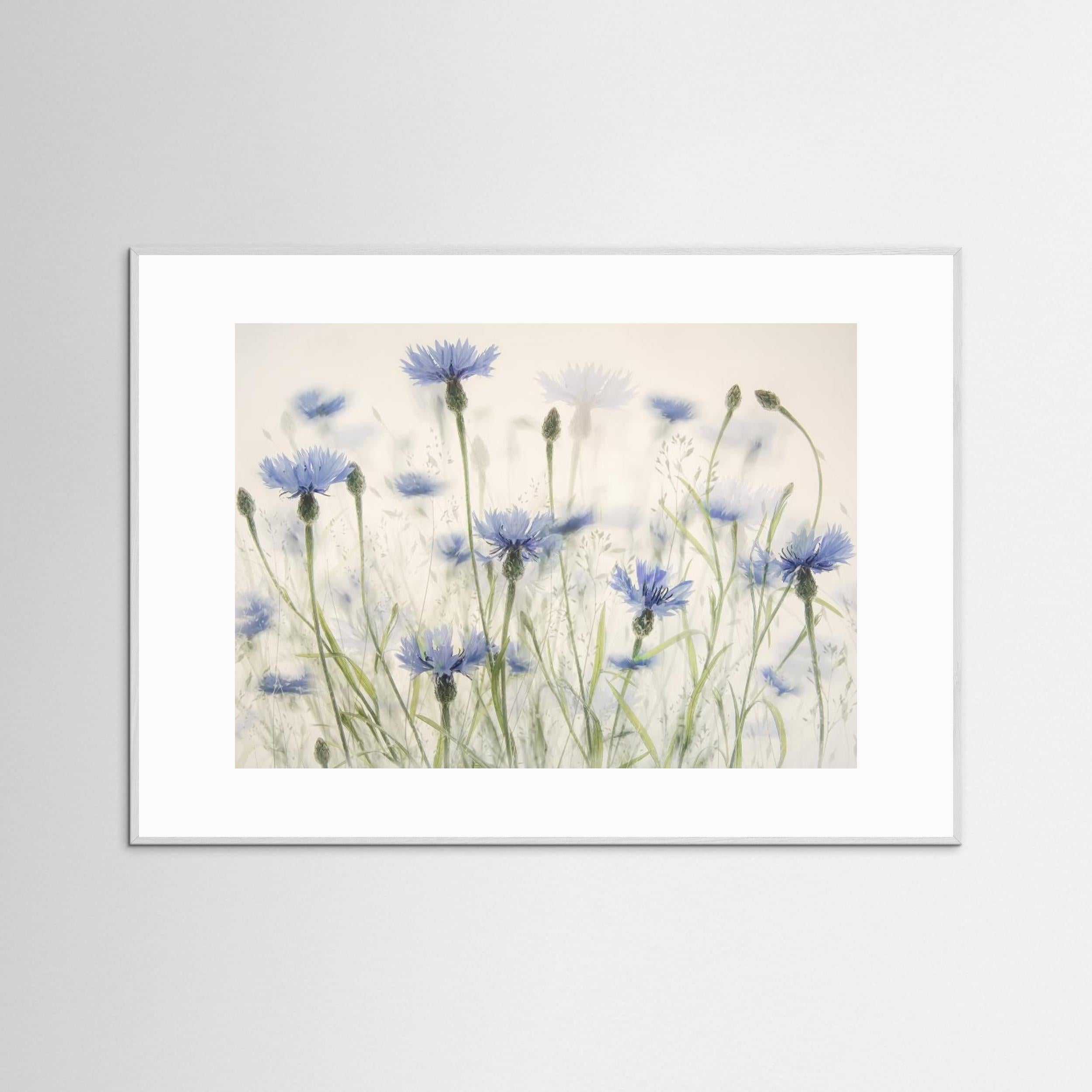 Cornflowers by Nel Talen