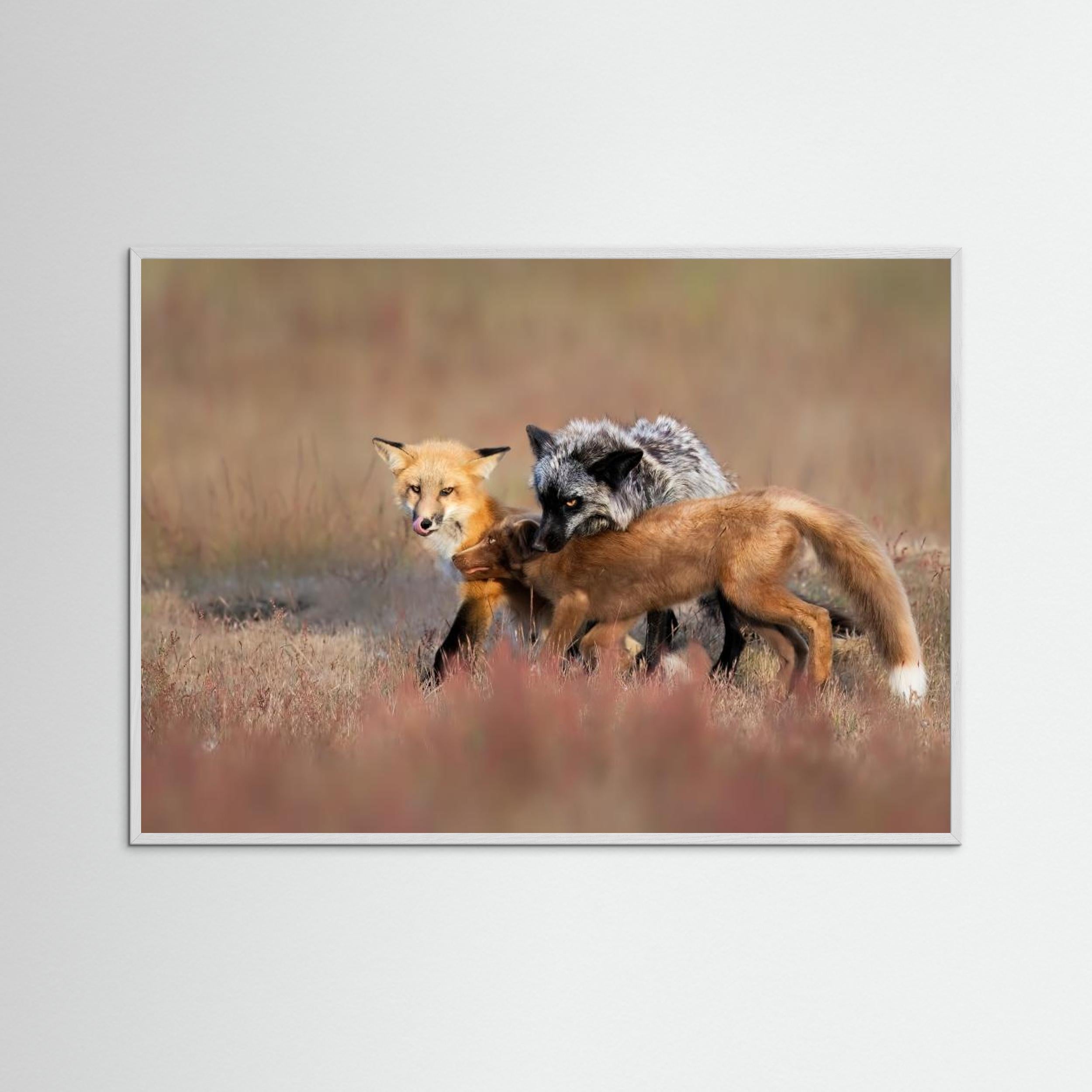 Fox Family by Jun Zuo