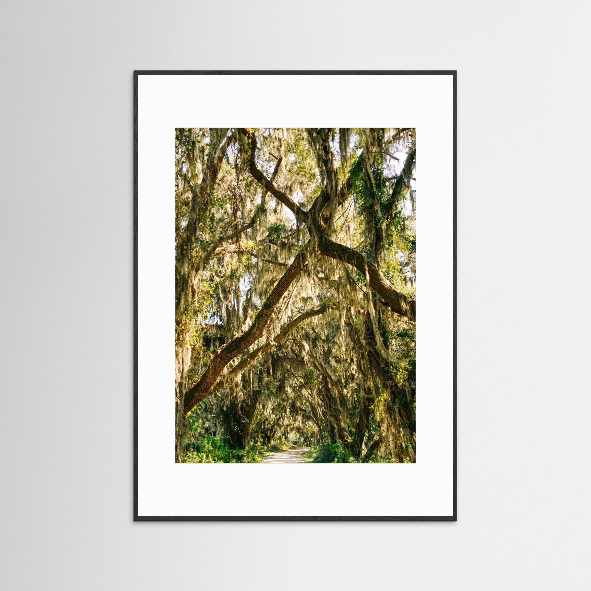 Savannah National Wildlife Refuge VII by Bethany Young