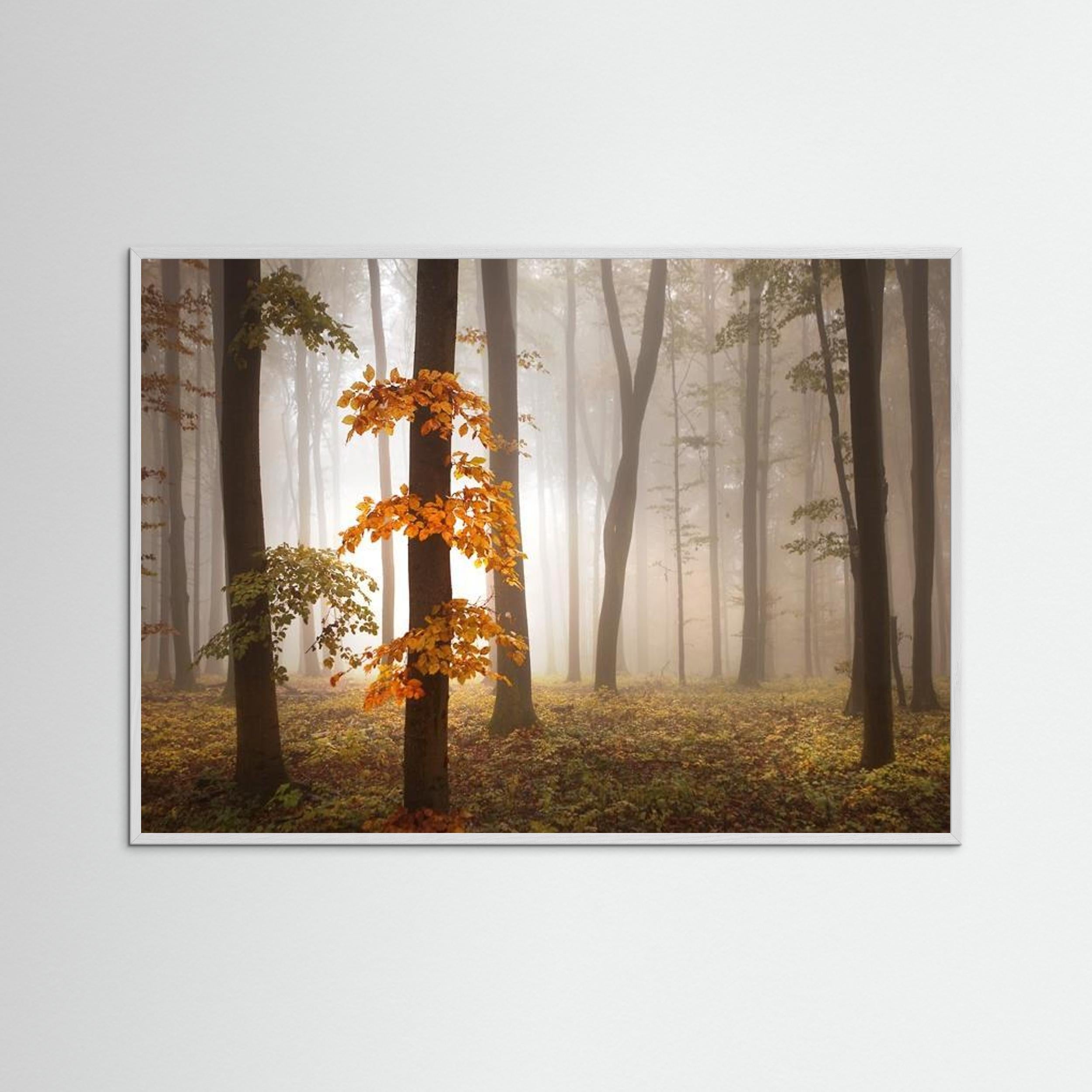 In November Light by Nicolas Schumacher