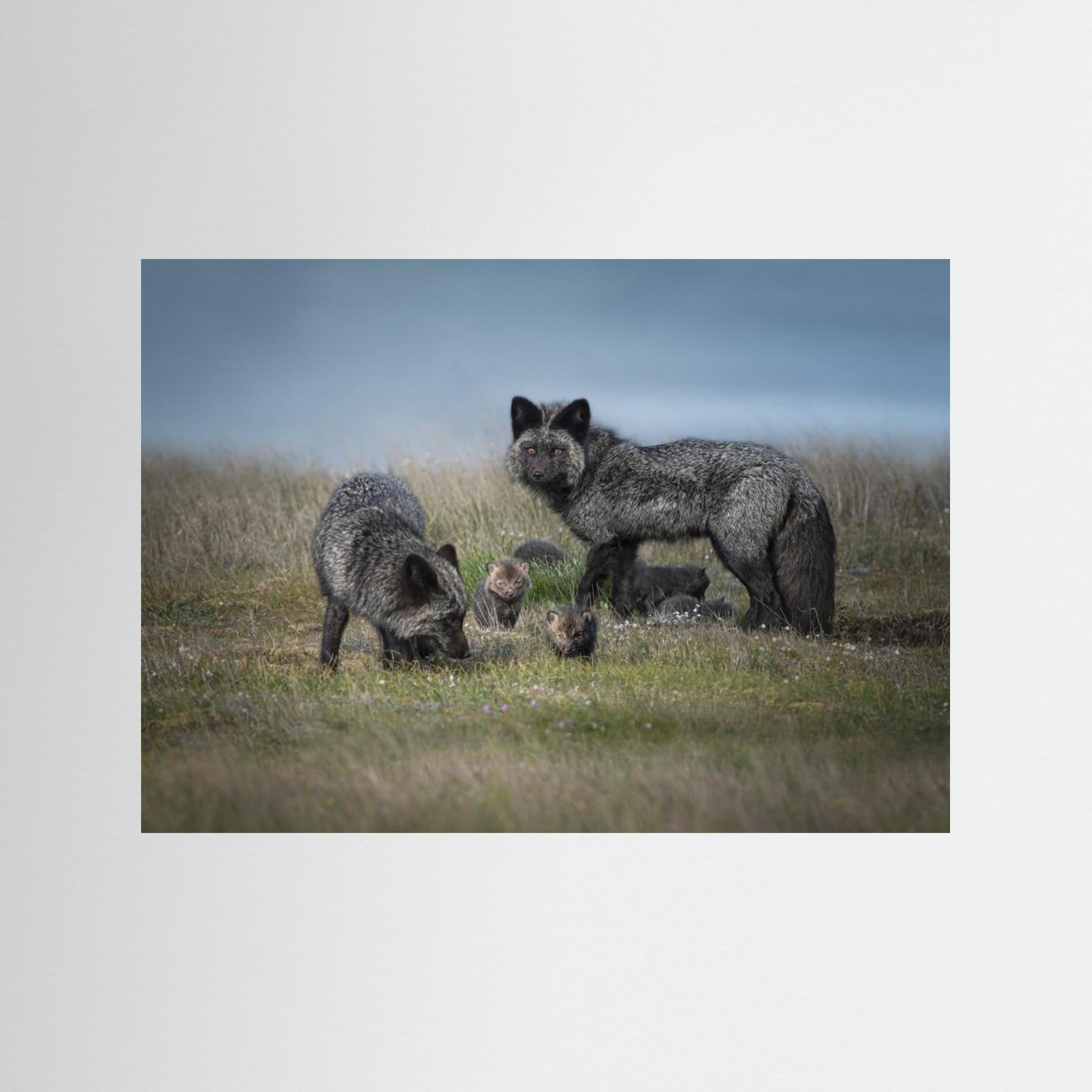 Silver fox family by Larry Deng