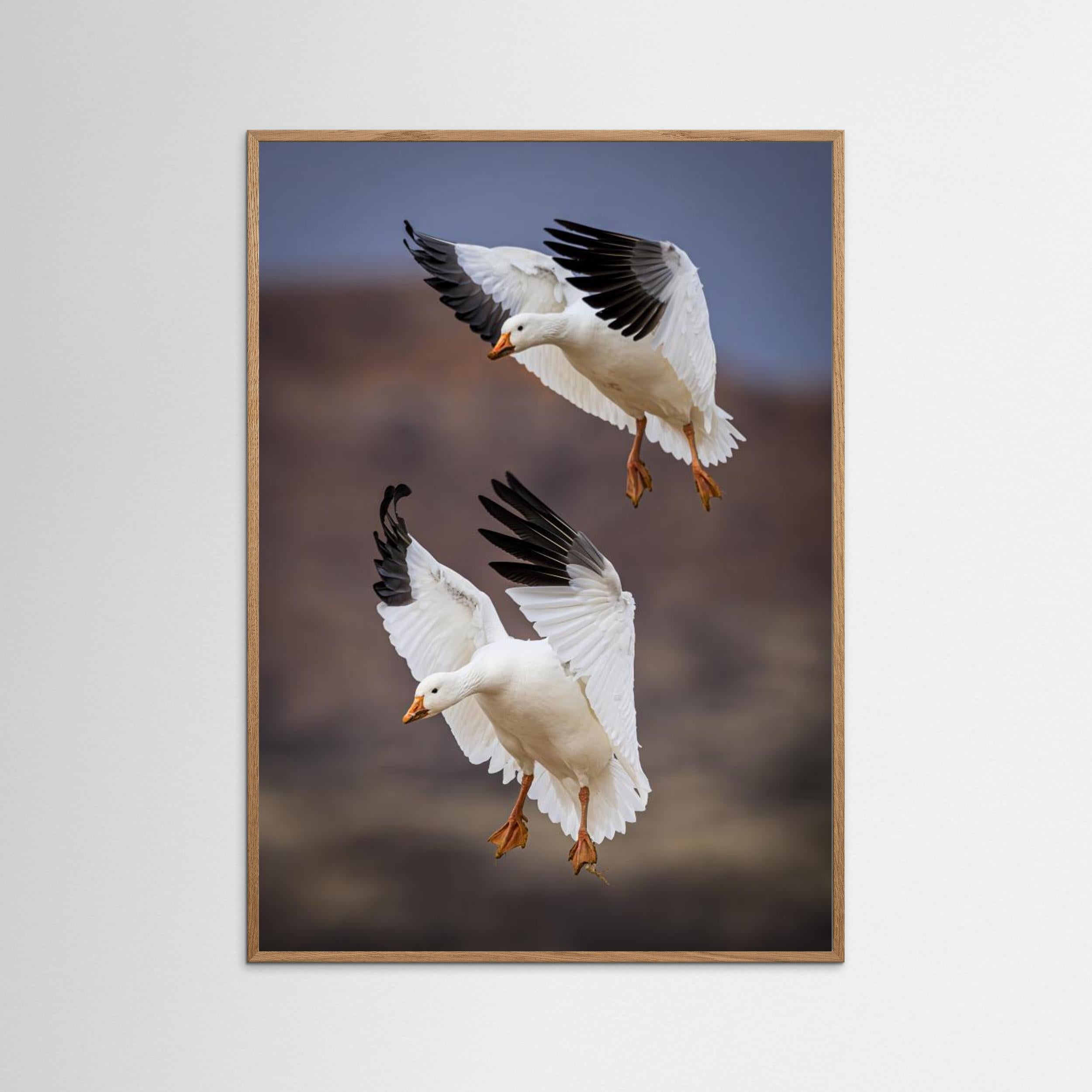 Snow Geese Landing - Bosque del Apache National Wildlife Refuge, NM by Wanghan Li