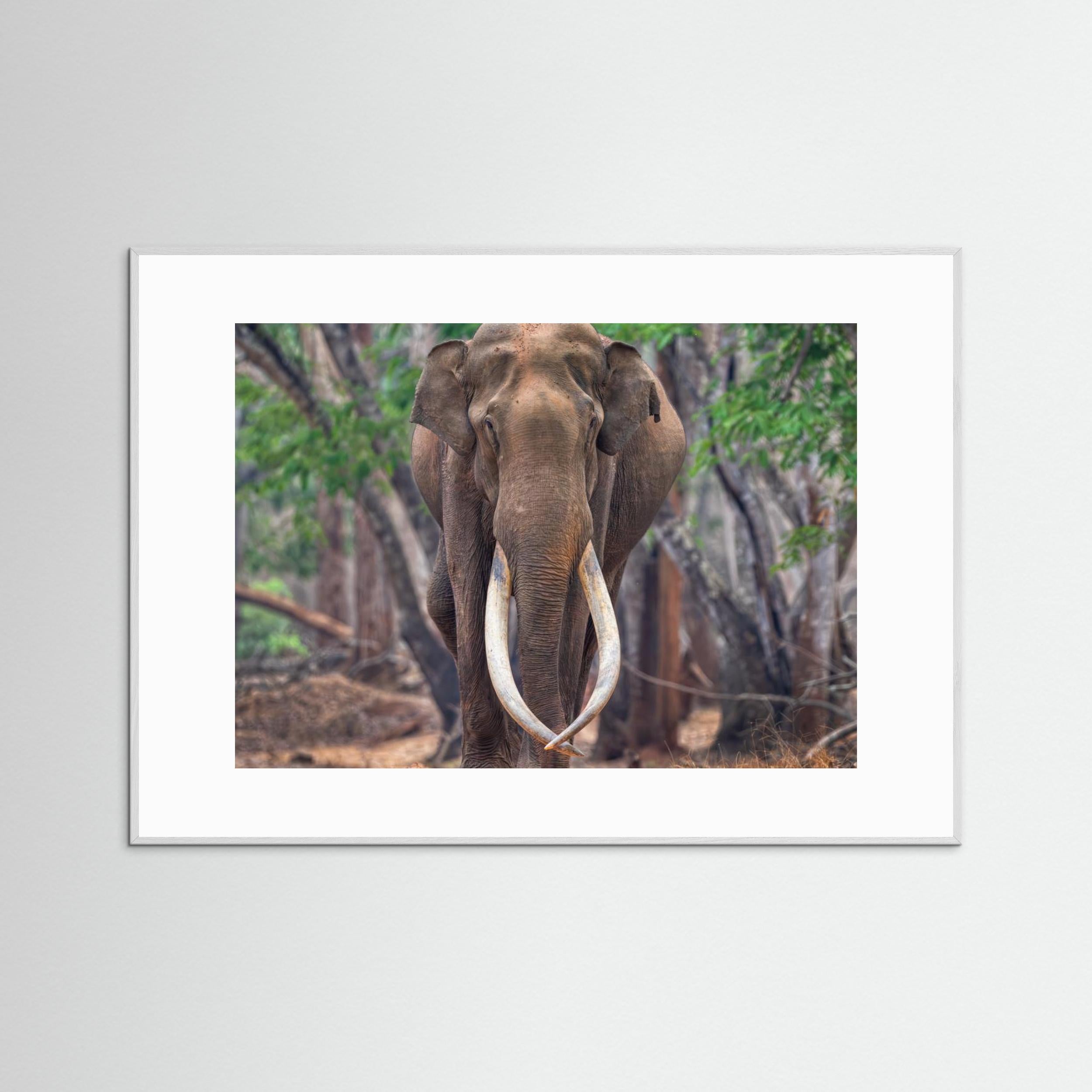 The Mighty by Chiranjib Chakraborty