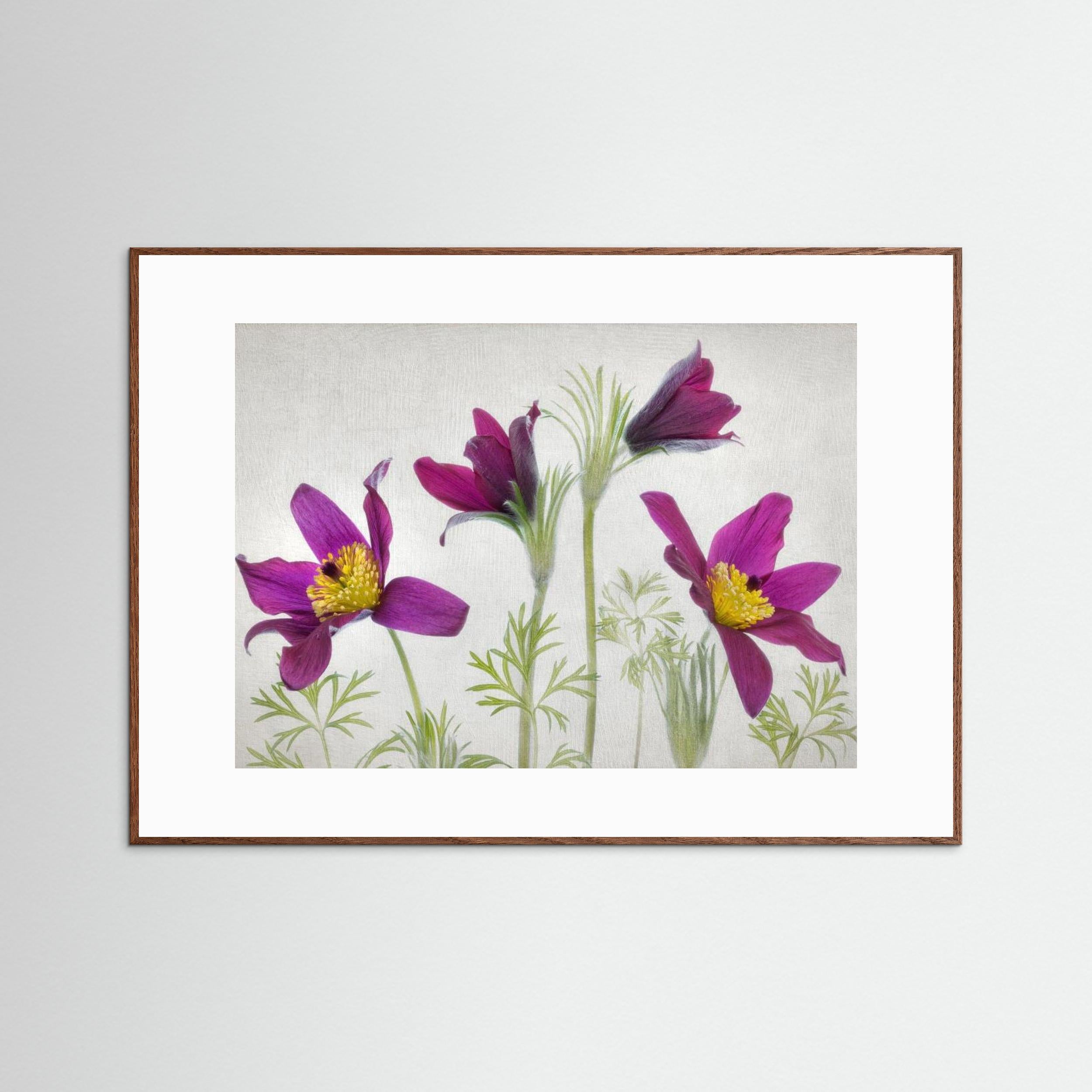 Pulsatilla by Mandy Disher