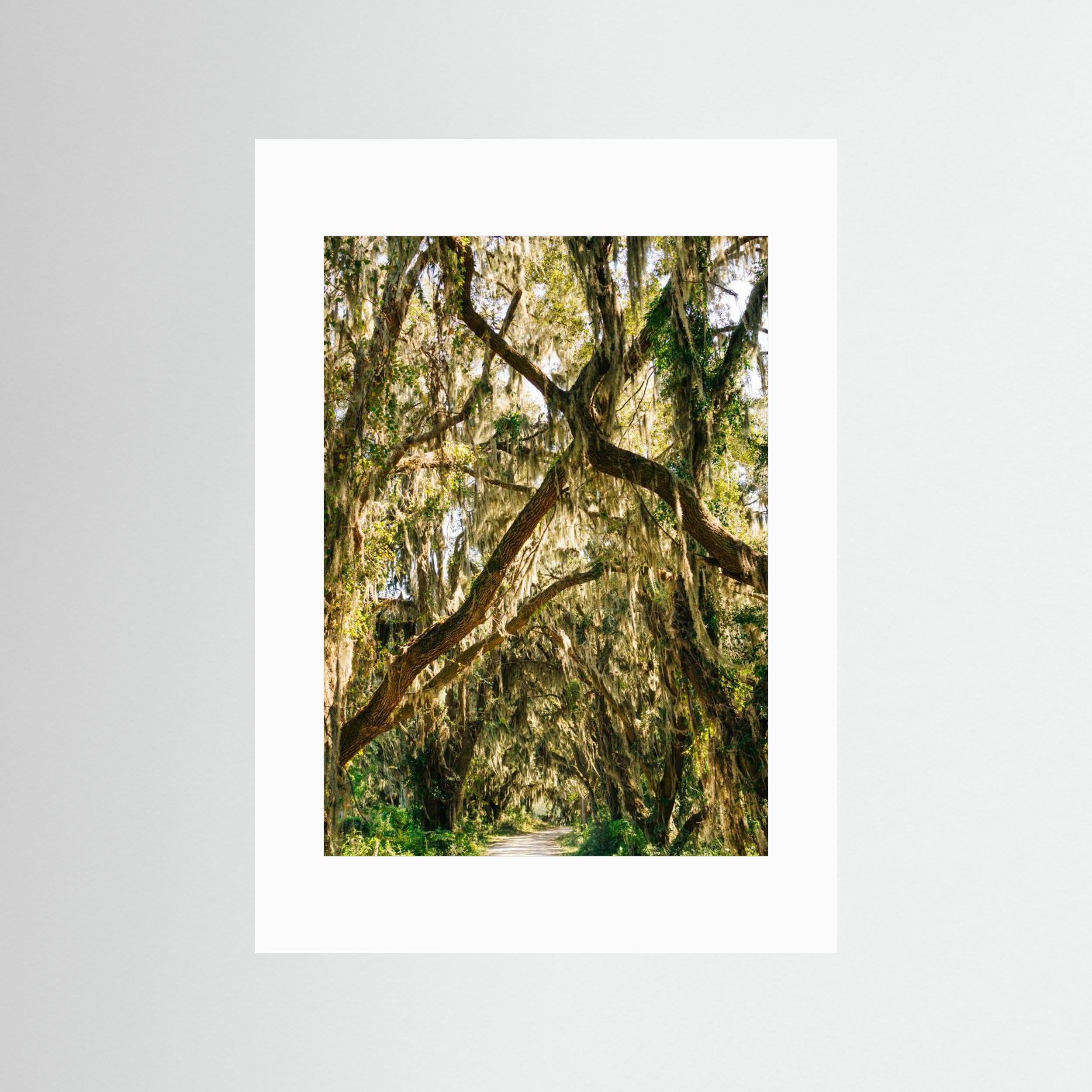 Savannah National Wildlife Refuge VII by Bethany Young