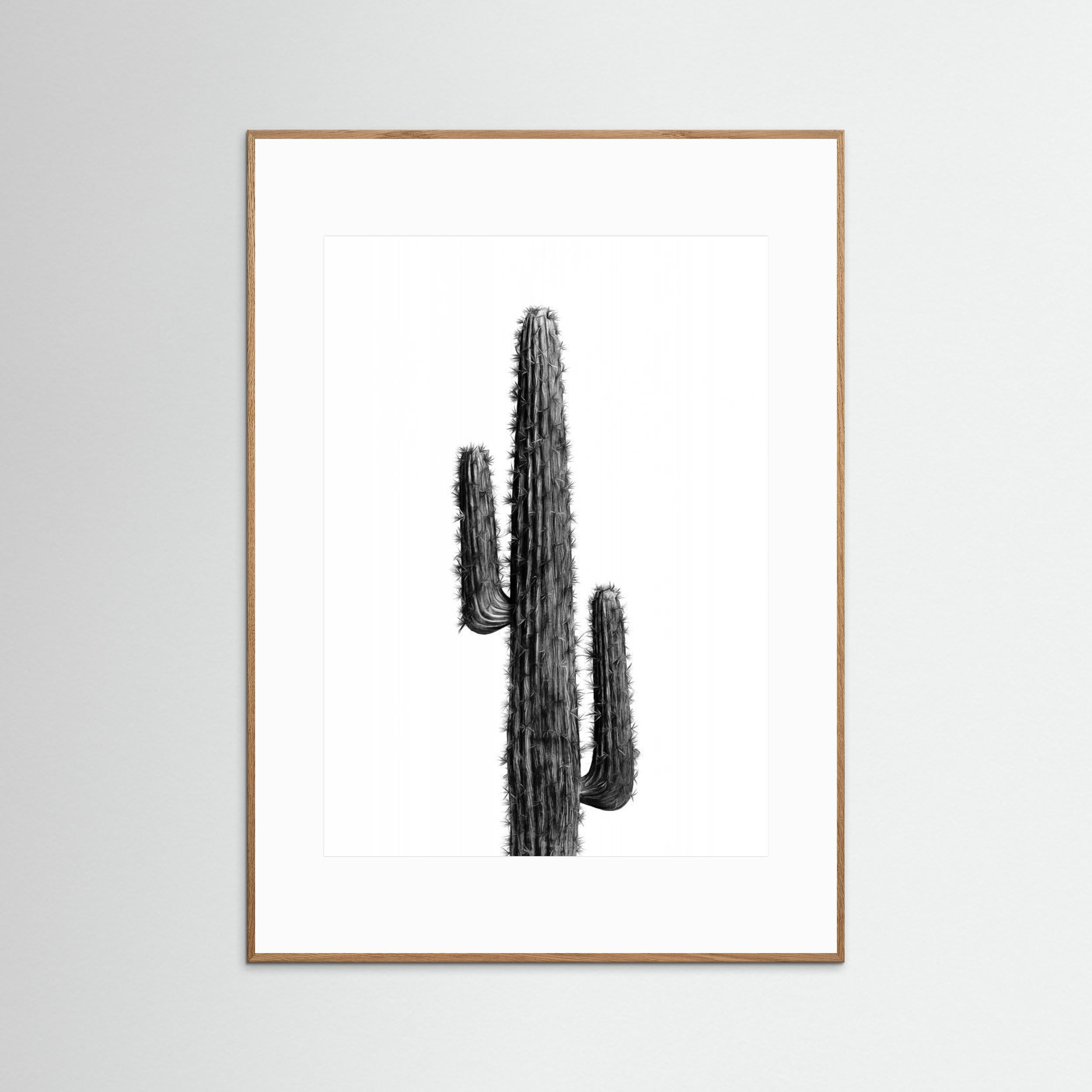 Cactus Black and White 01 by Amini54
