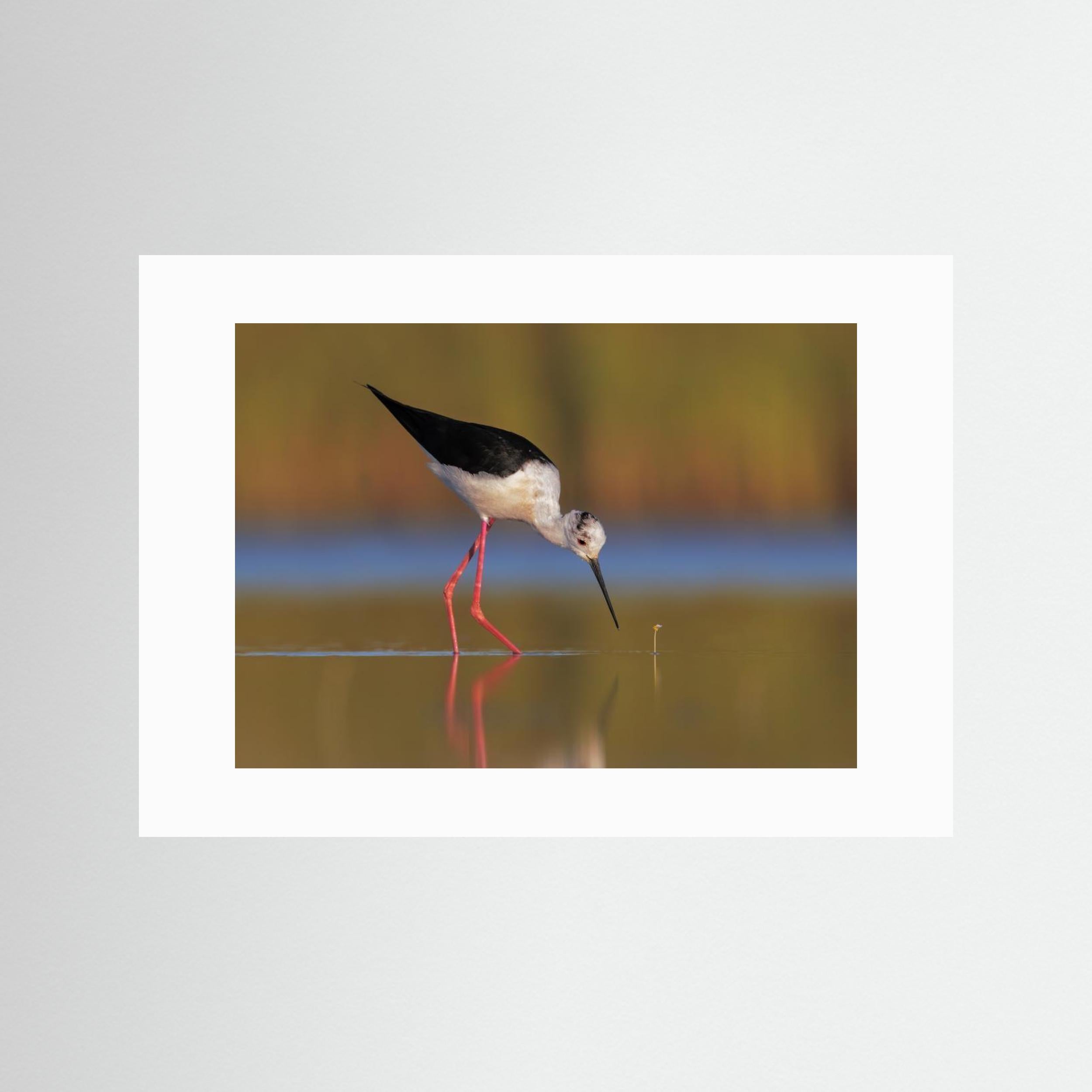  The knight and the buttercup by Marco Gentili