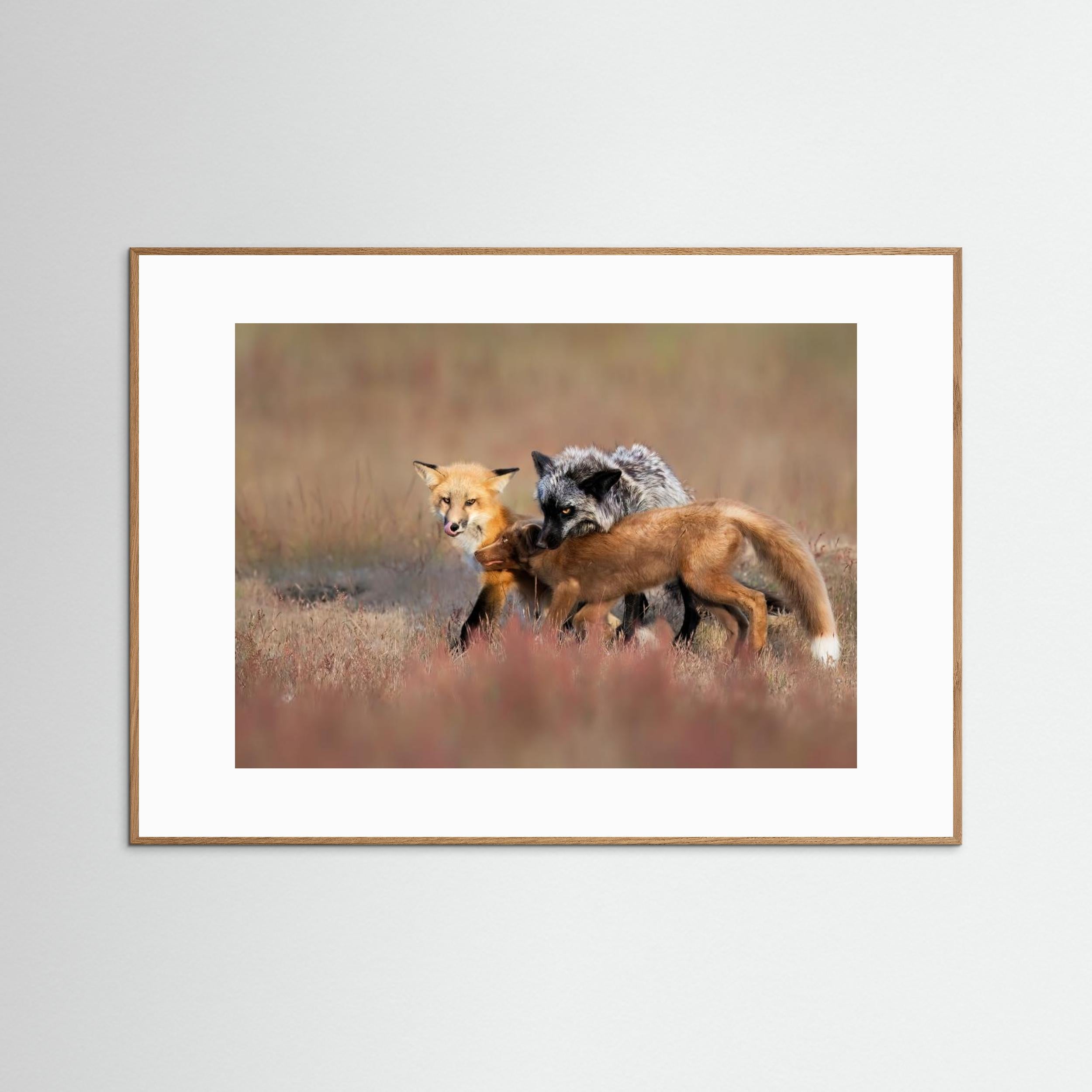 Fox Family by Jun Zuo