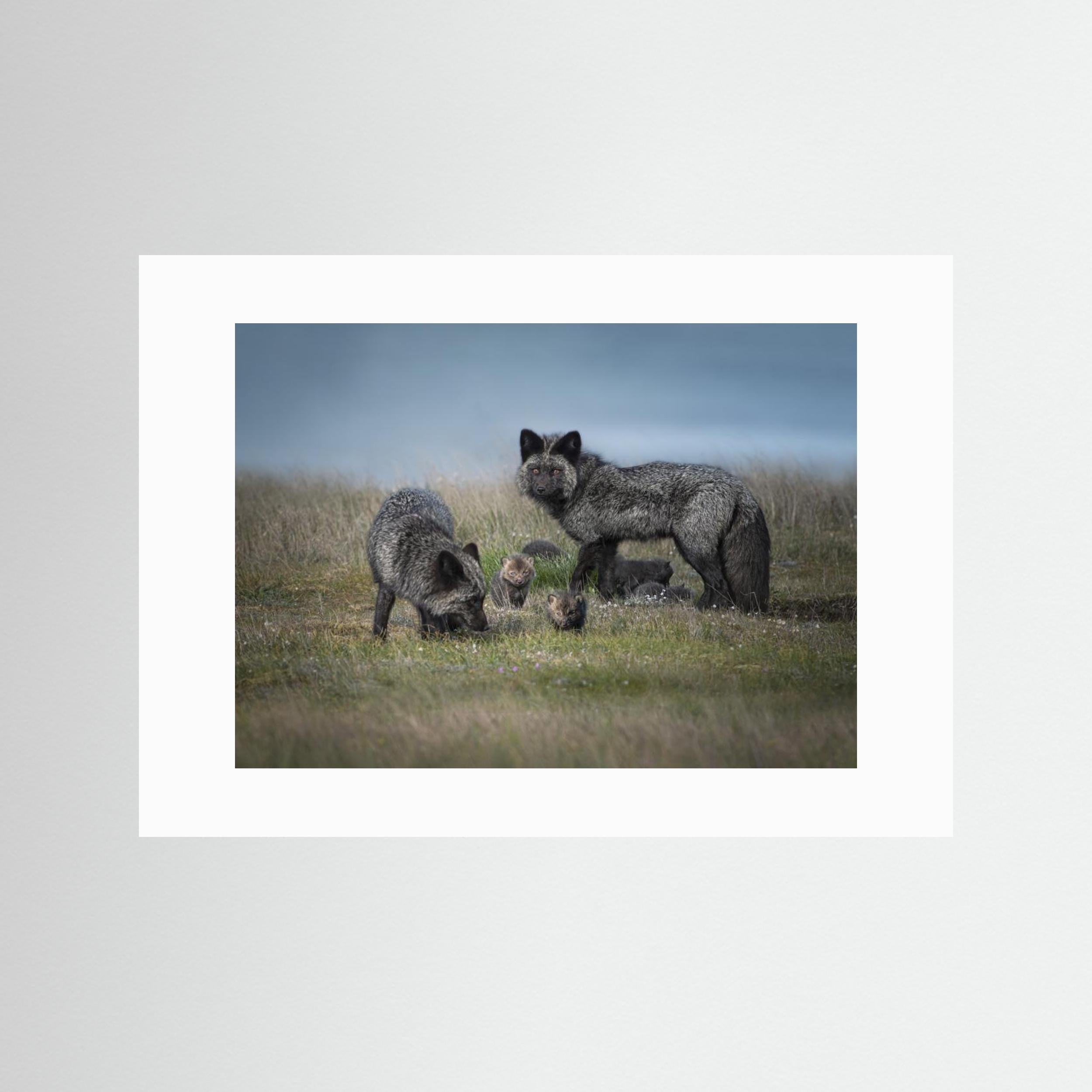 Silver fox family by Larry Deng