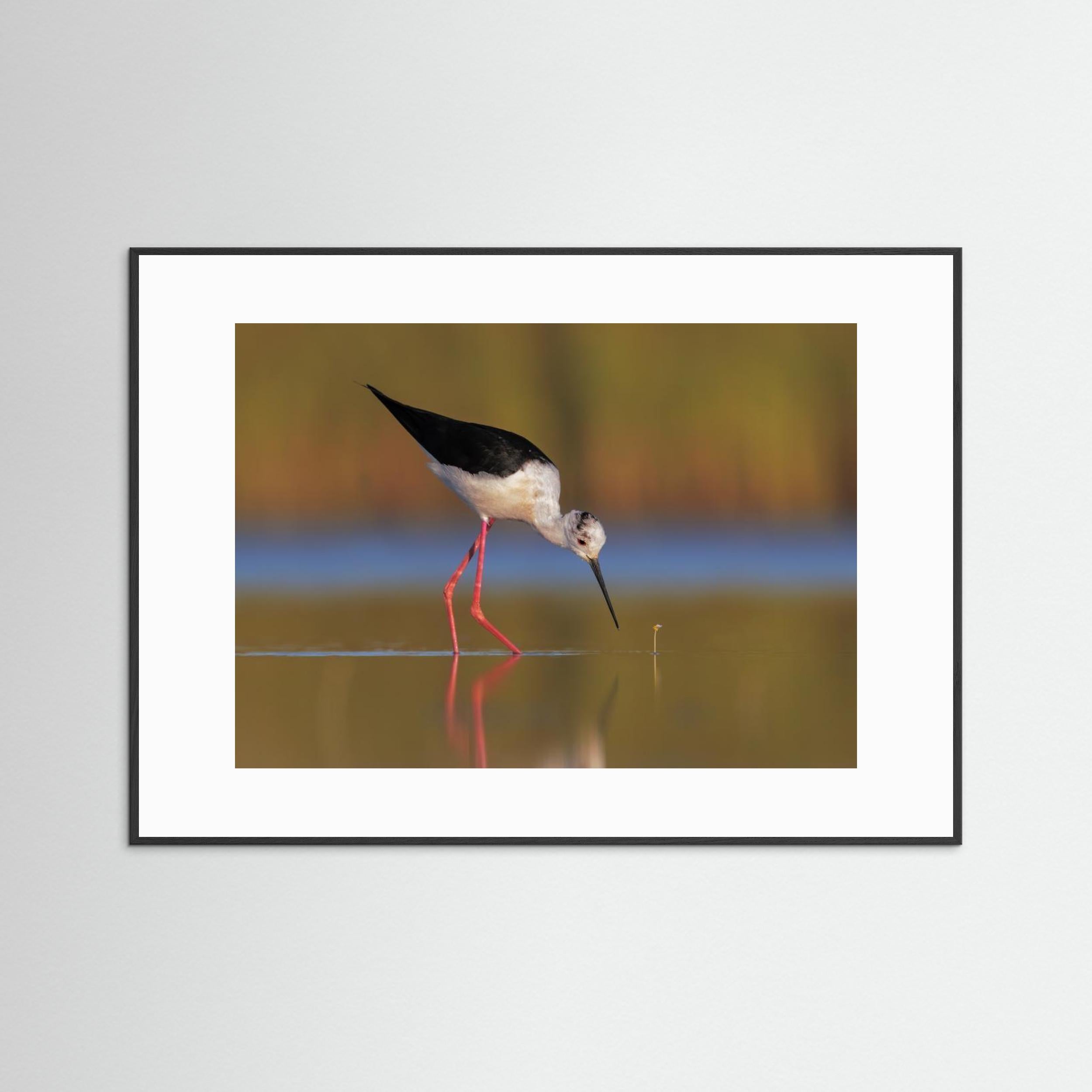  The knight and the buttercup by Marco Gentili