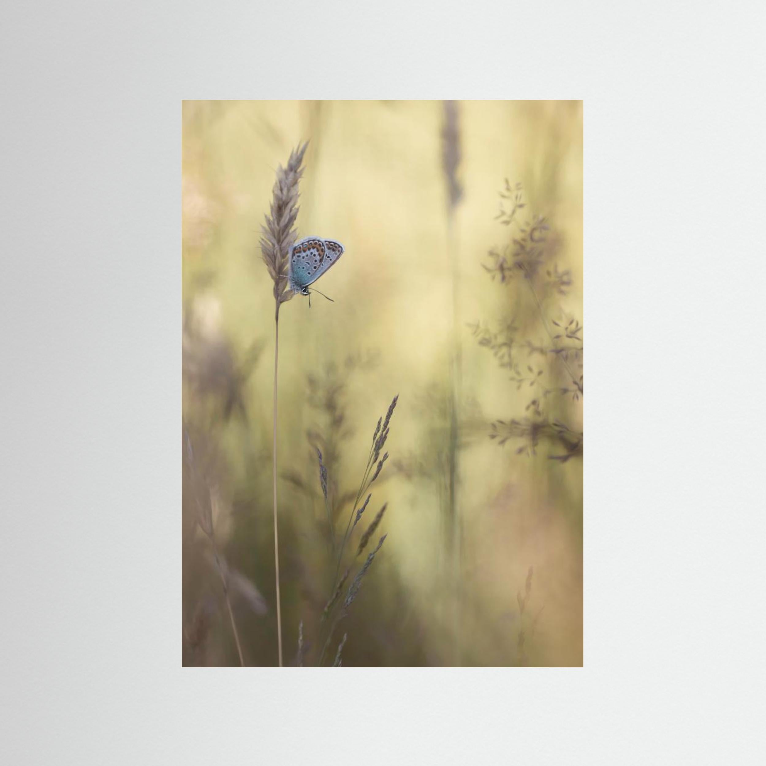 Colorful by Daan De Vos