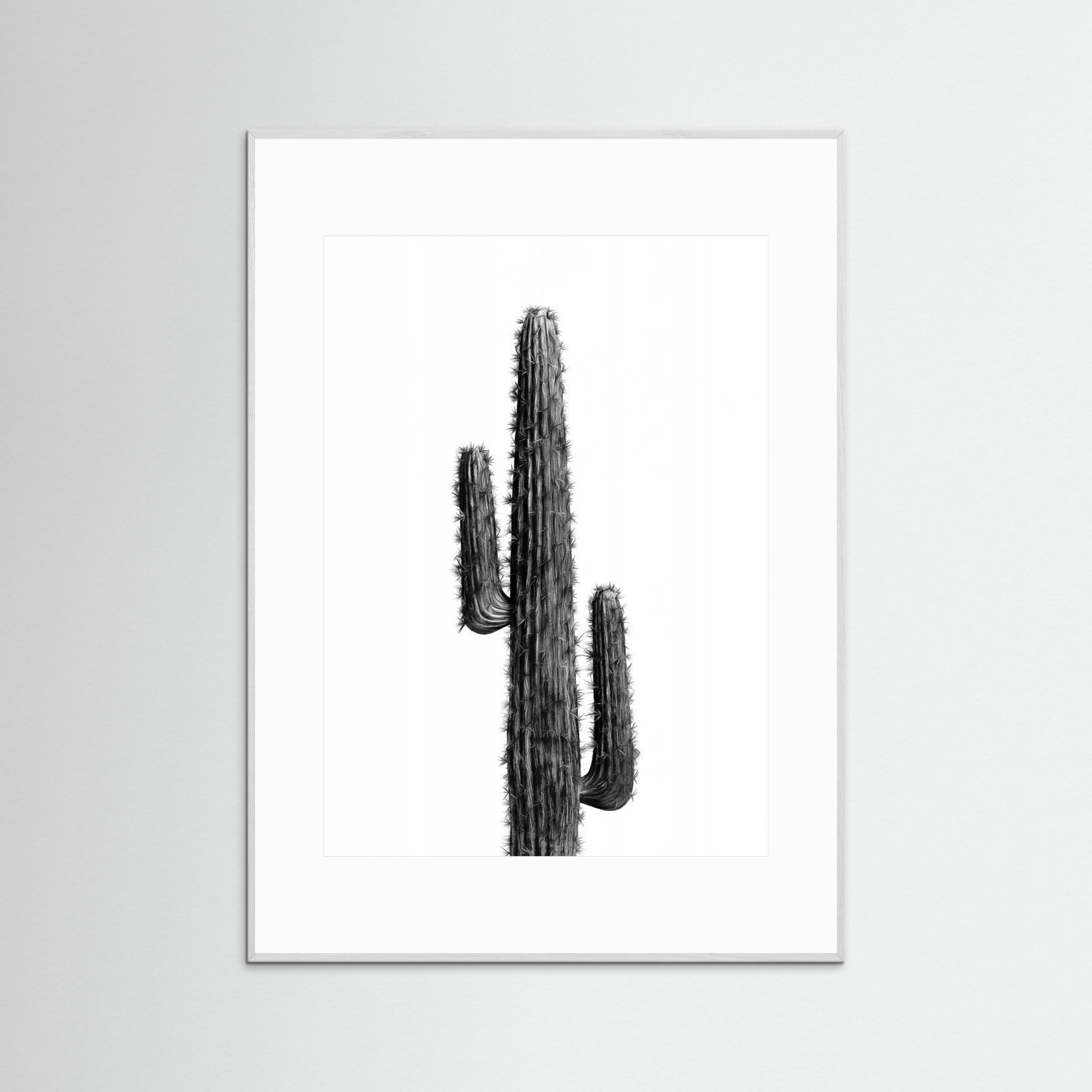 Cactus Black and White 01 by Amini54