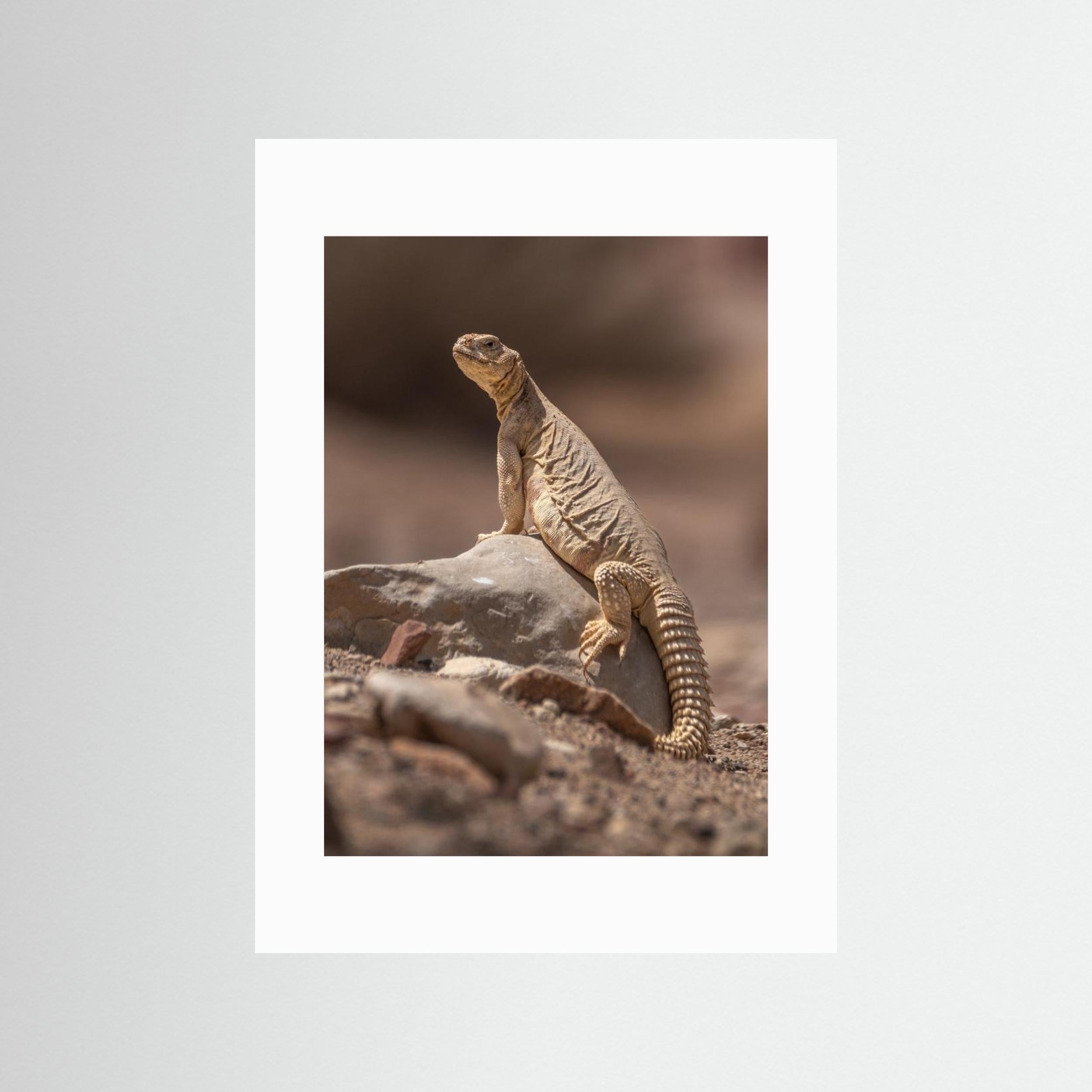 Looking at the intruder by Doron Margulies