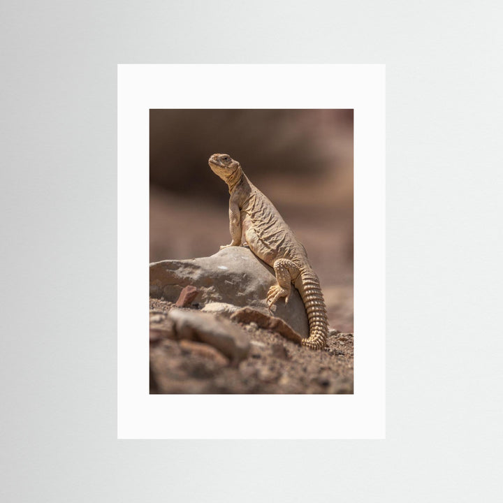 Looking at the intruder by Doron Margulies