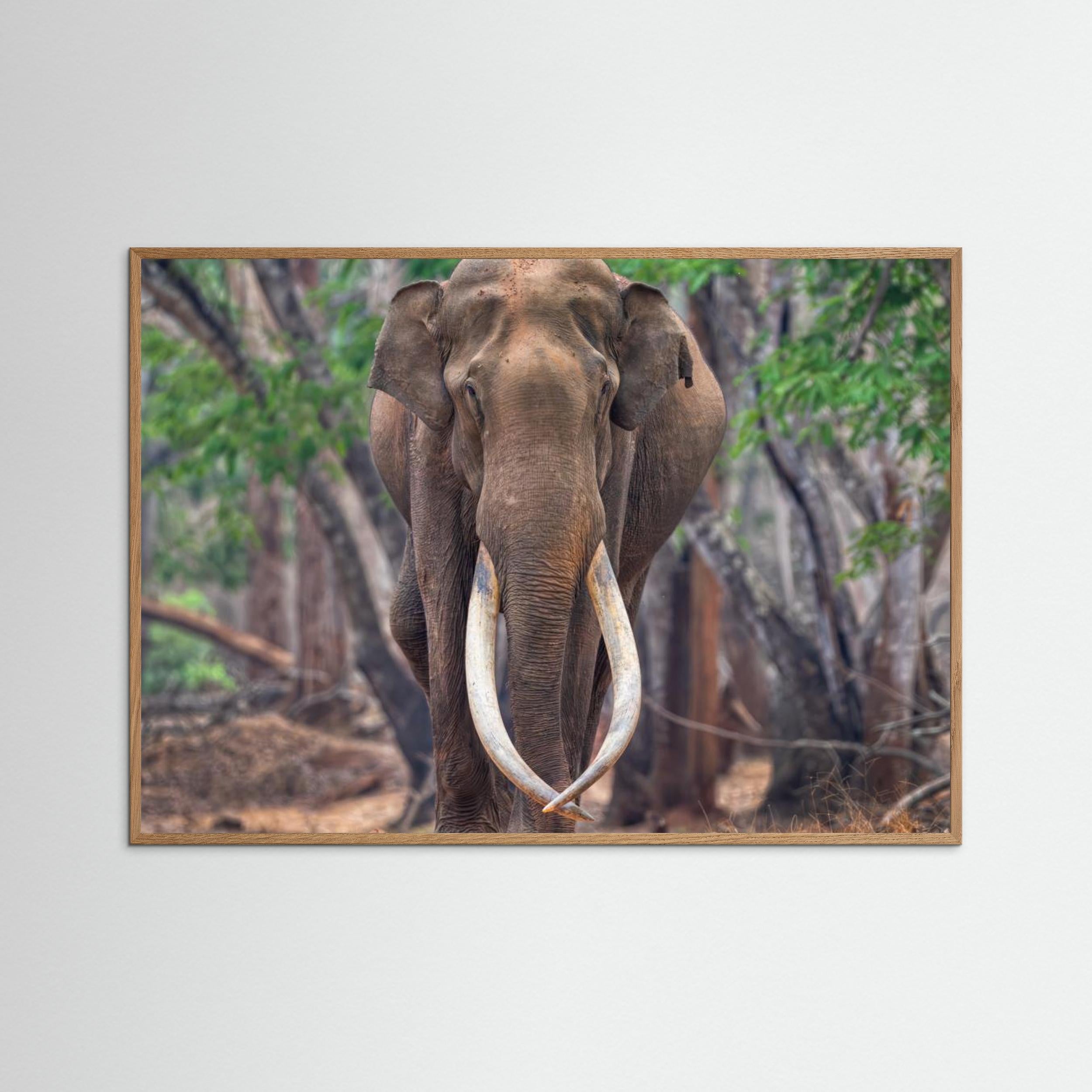 The Mighty by Chiranjib Chakraborty