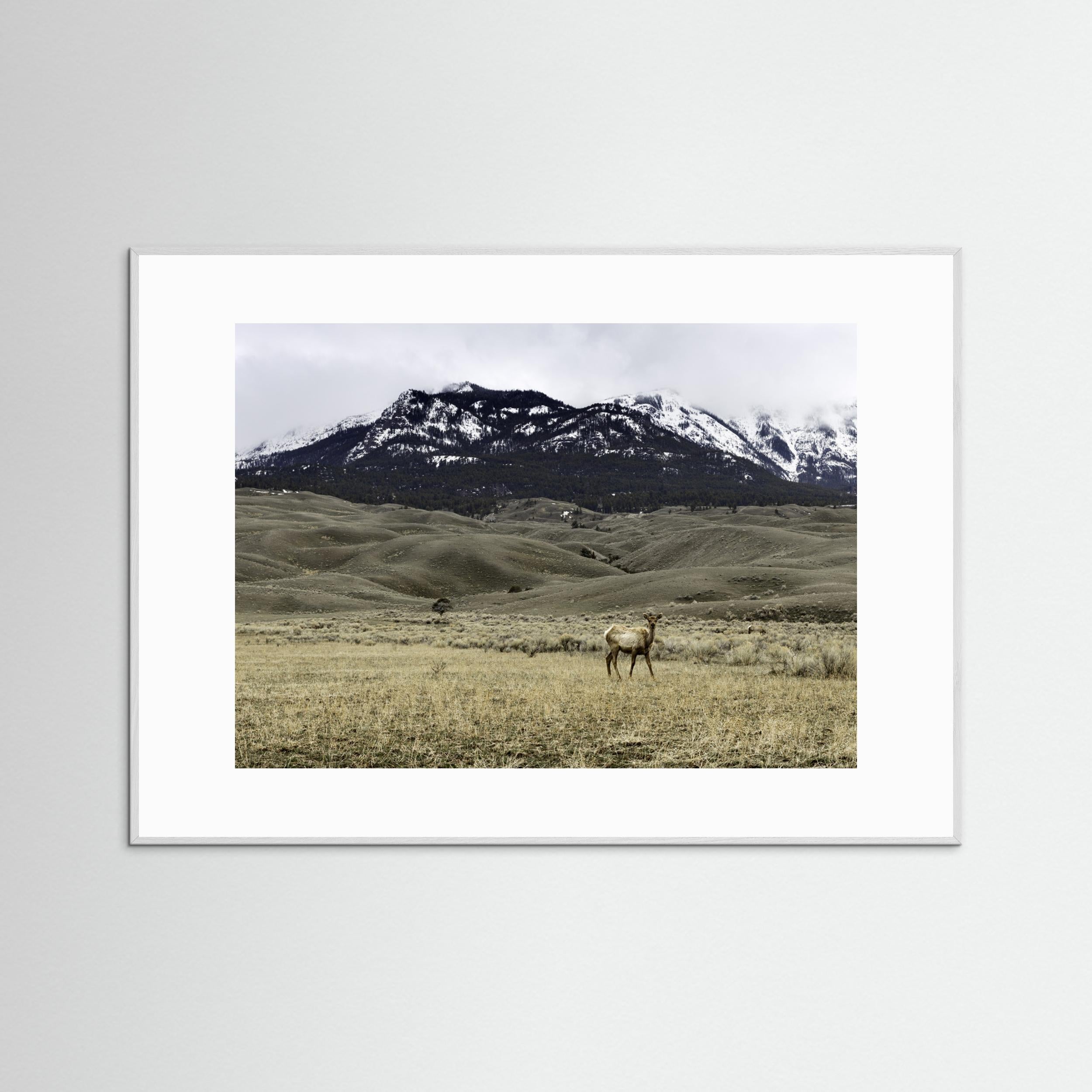 Yellowstone Wildlife by Christian Lindgren