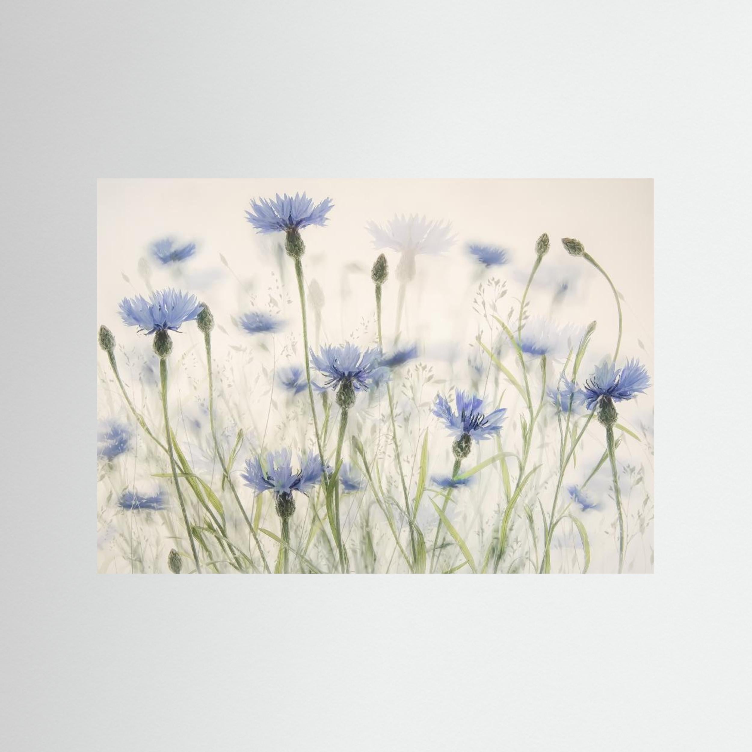 Cornflowers by Nel Talen