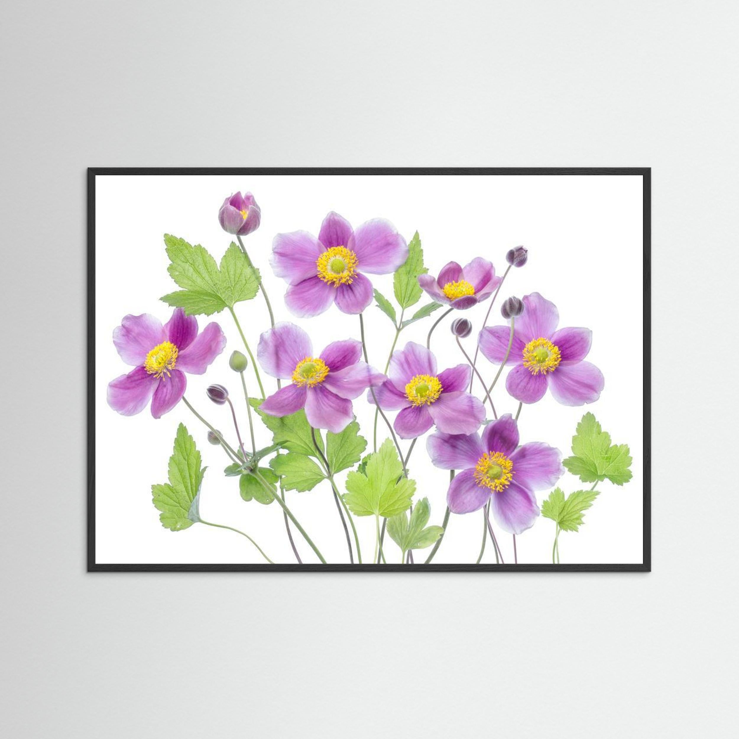 Anemone 'Hadspen Abundance' by Mandy Disher