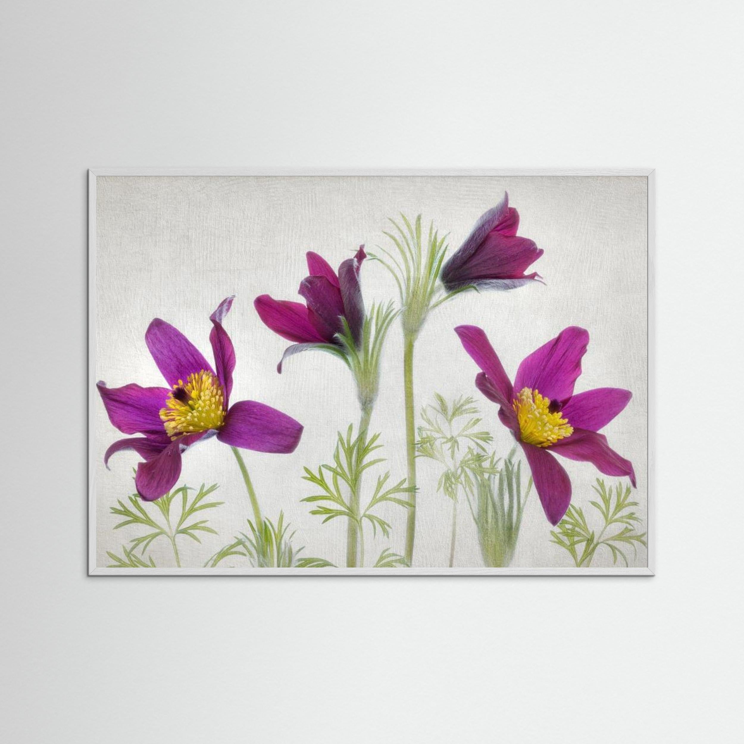 Pulsatilla by Mandy Disher