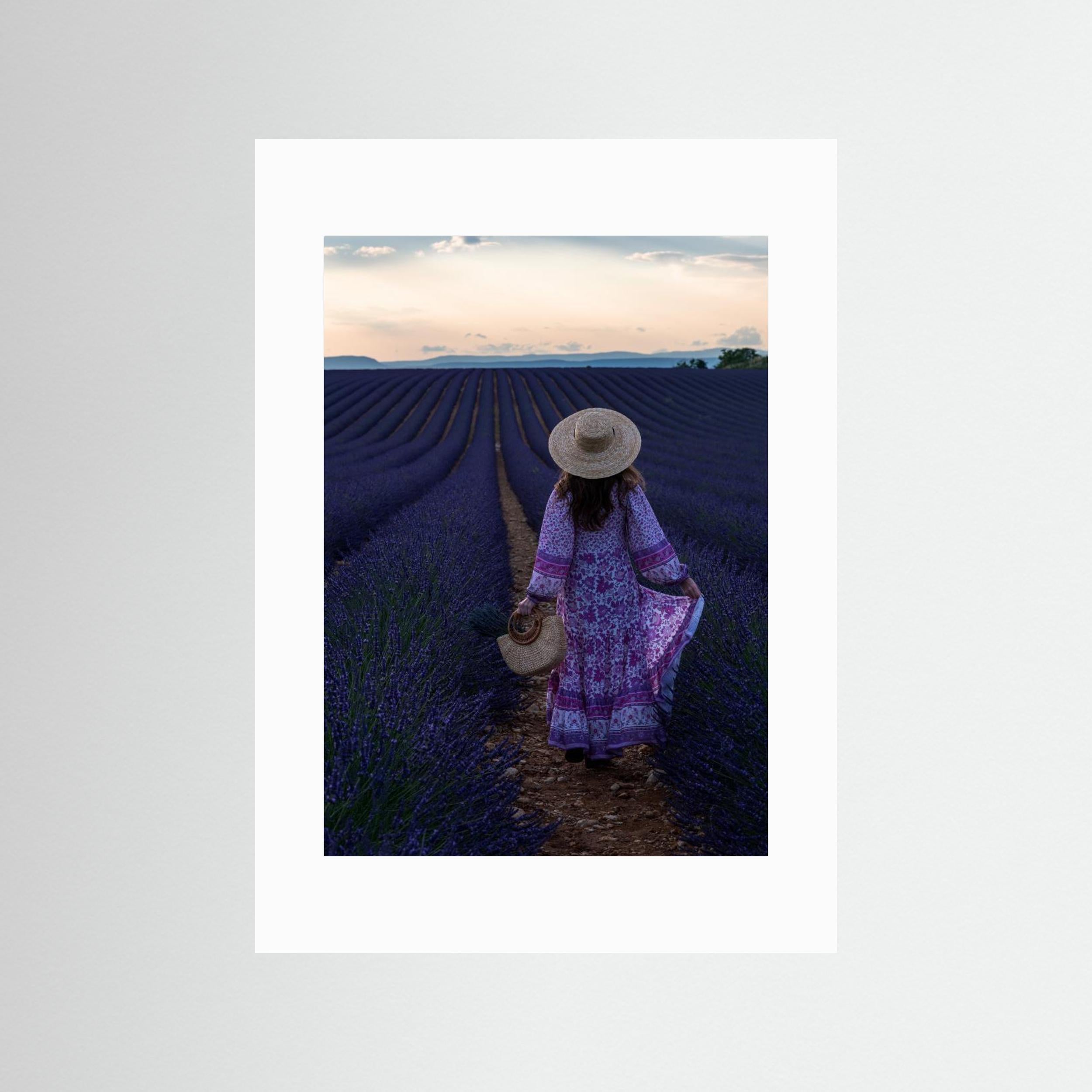 Lavender by Marco Galimberti