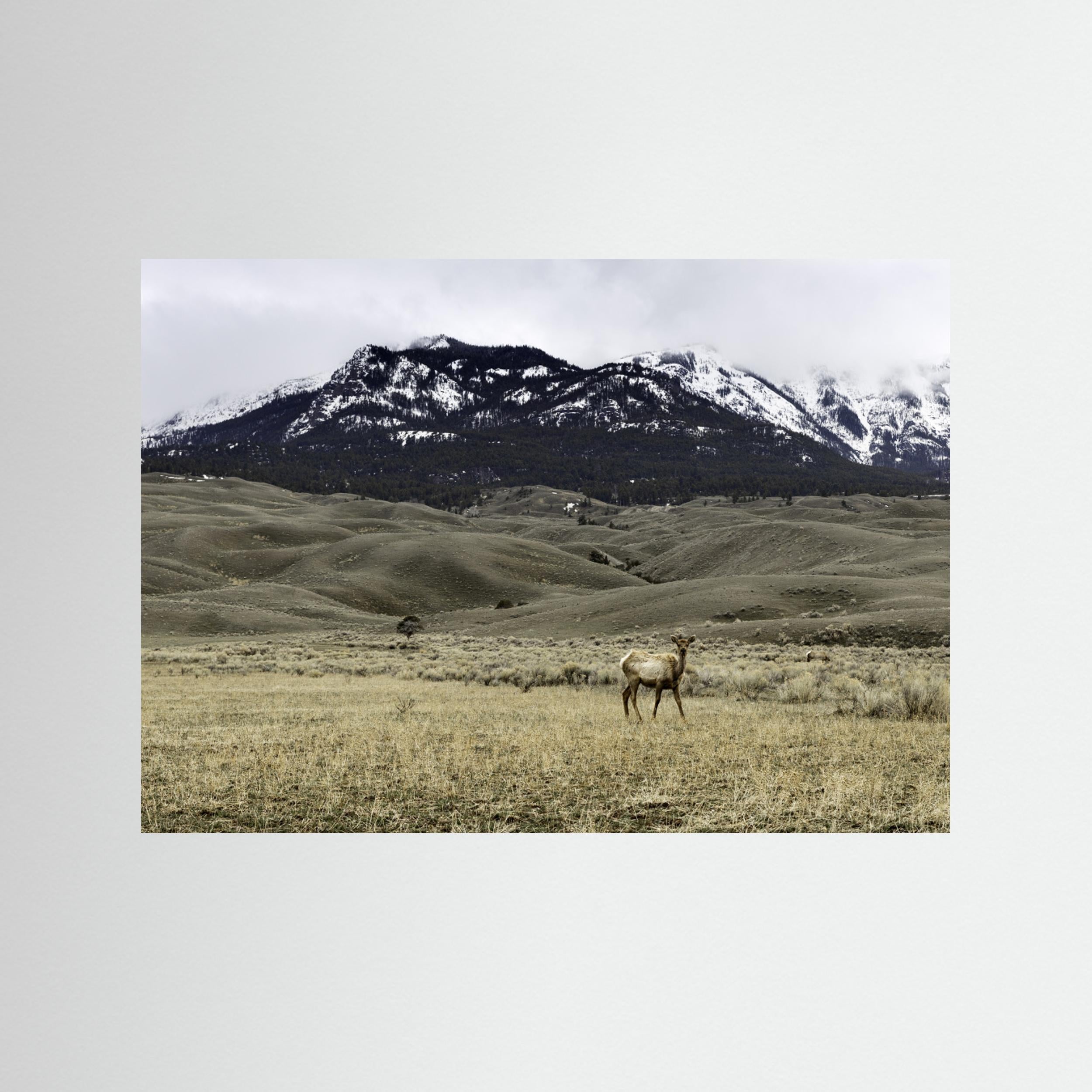 Yellowstone Wildlife by Christian Lindgren
