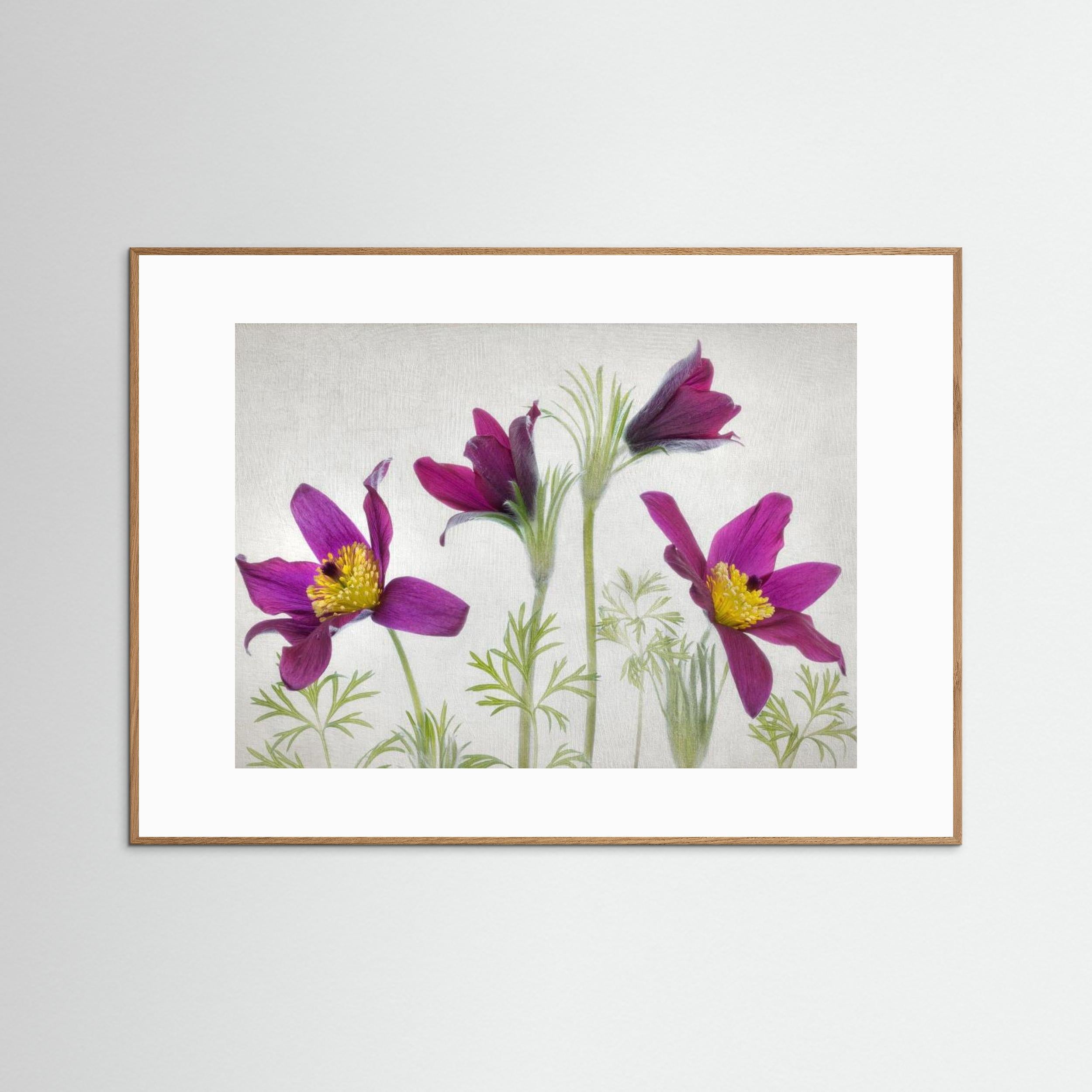 Pulsatilla by Mandy Disher