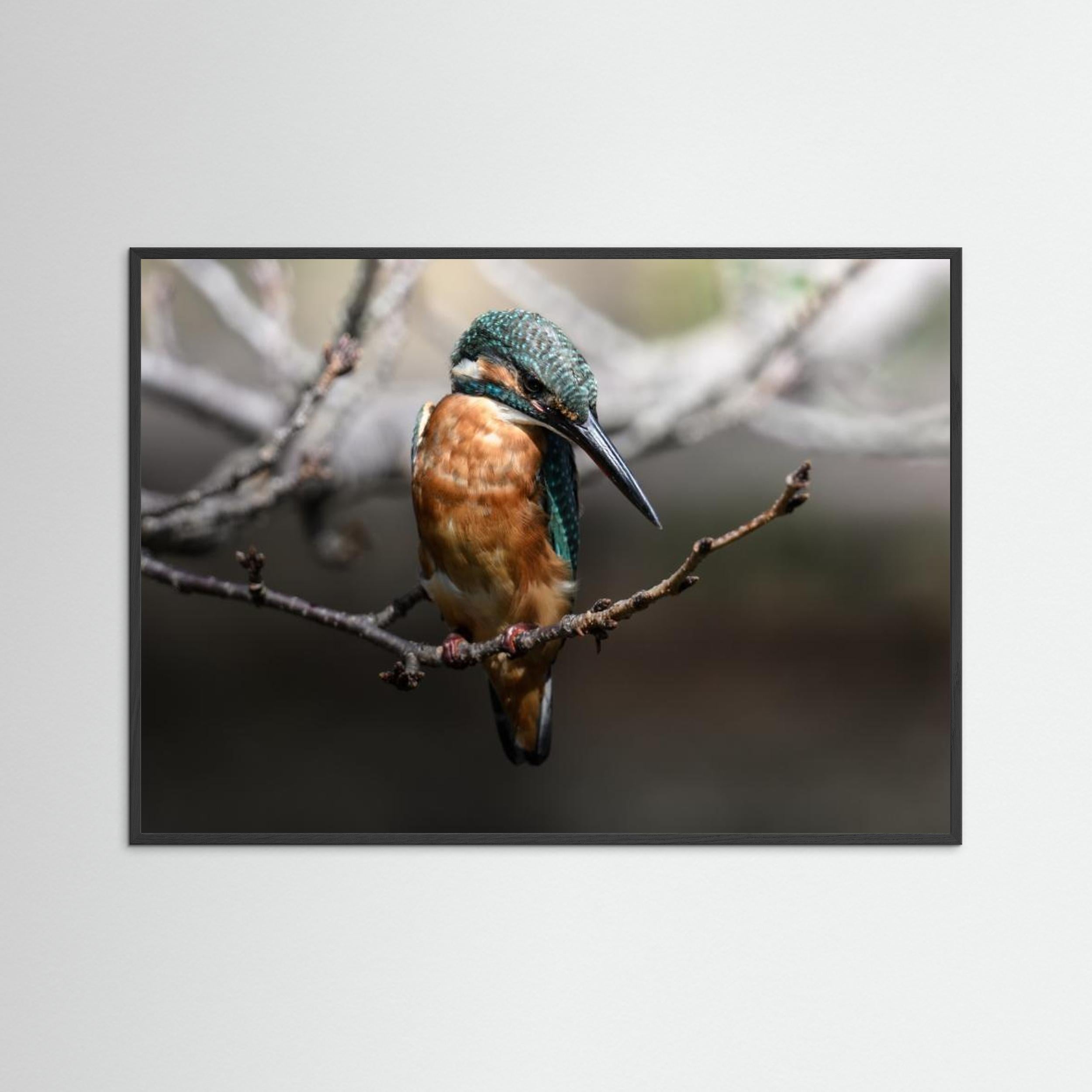 Beautiful Wildlife by Seiichi Tsuboya