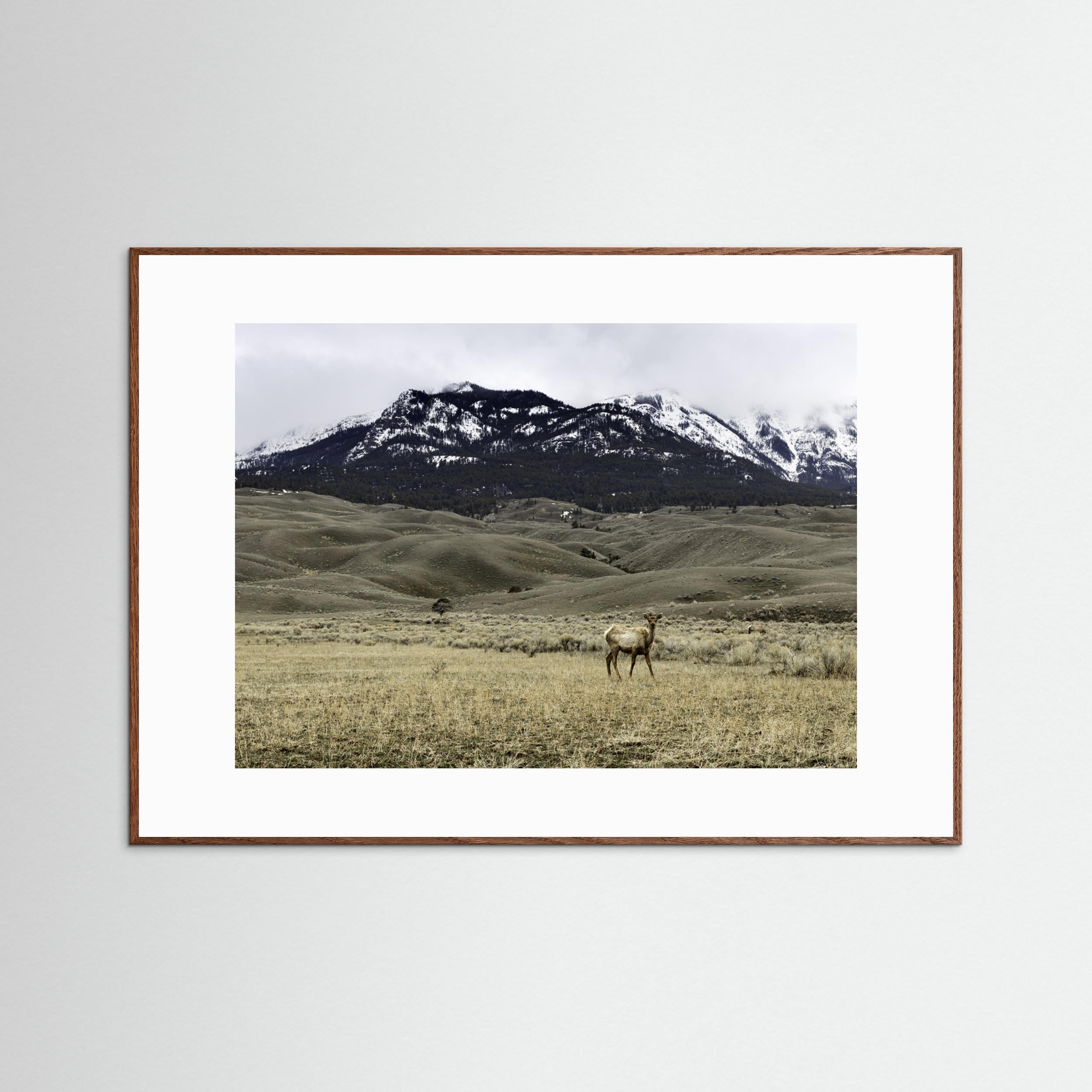 Yellowstone Wildlife by Christian Lindgren