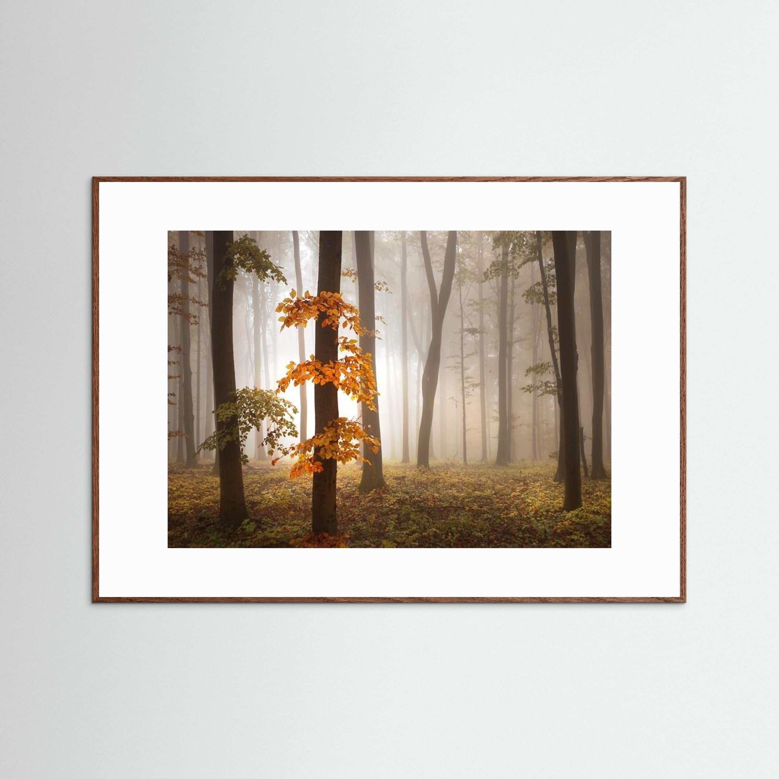 In November Light by Nicolas Schumacher