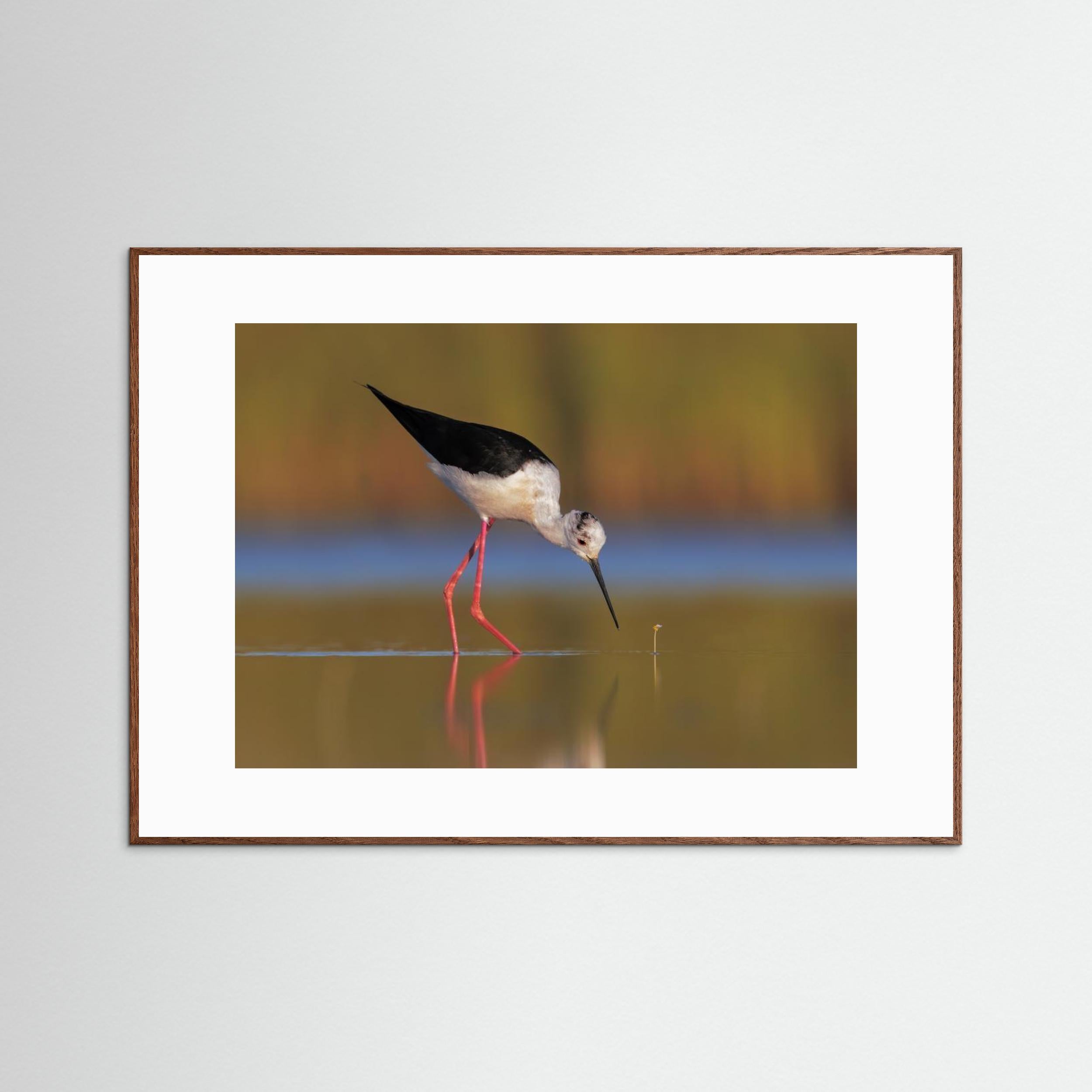  The knight and the buttercup by Marco Gentili