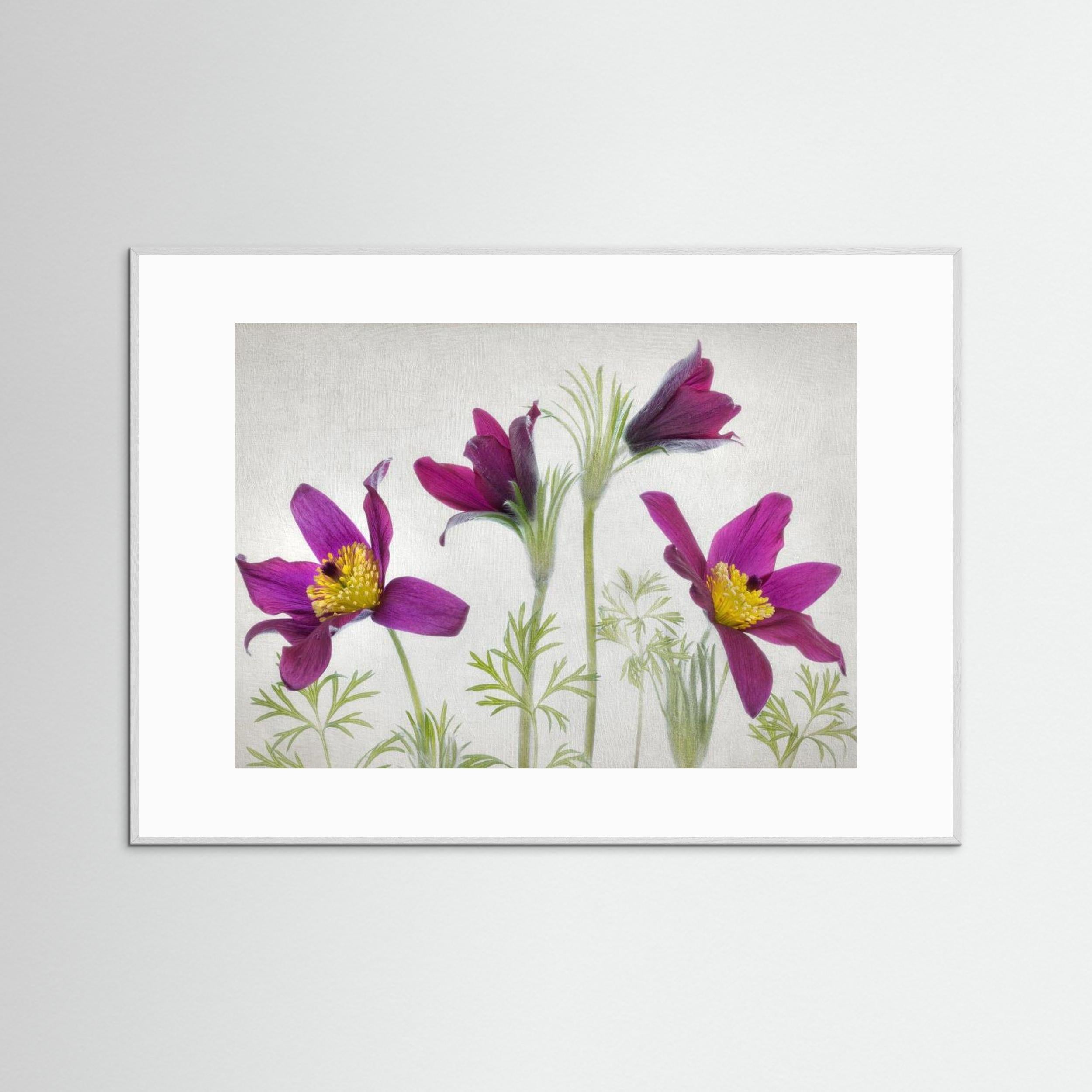 Pulsatilla by Mandy Disher