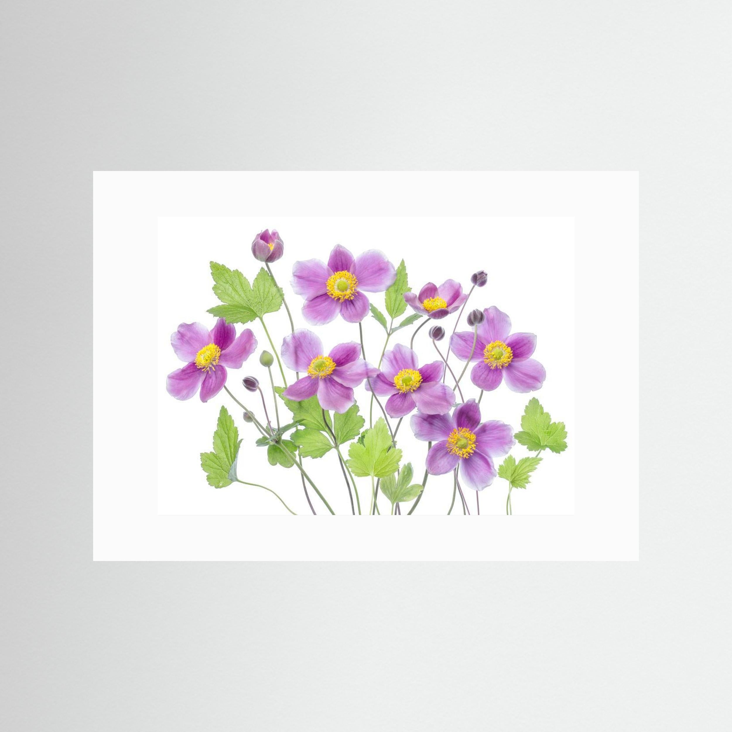 Anemone 'Hadspen Abundance' by Mandy Disher