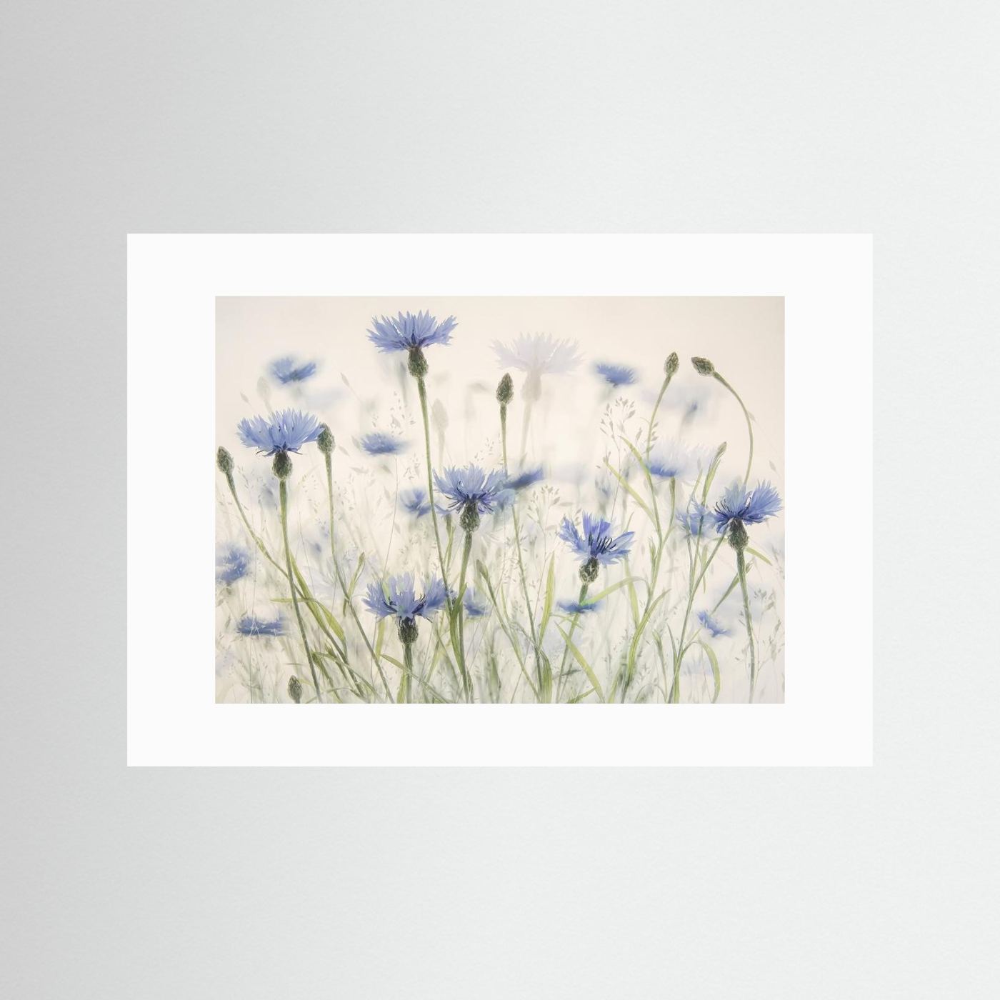 Cornflowers by Nel Talen